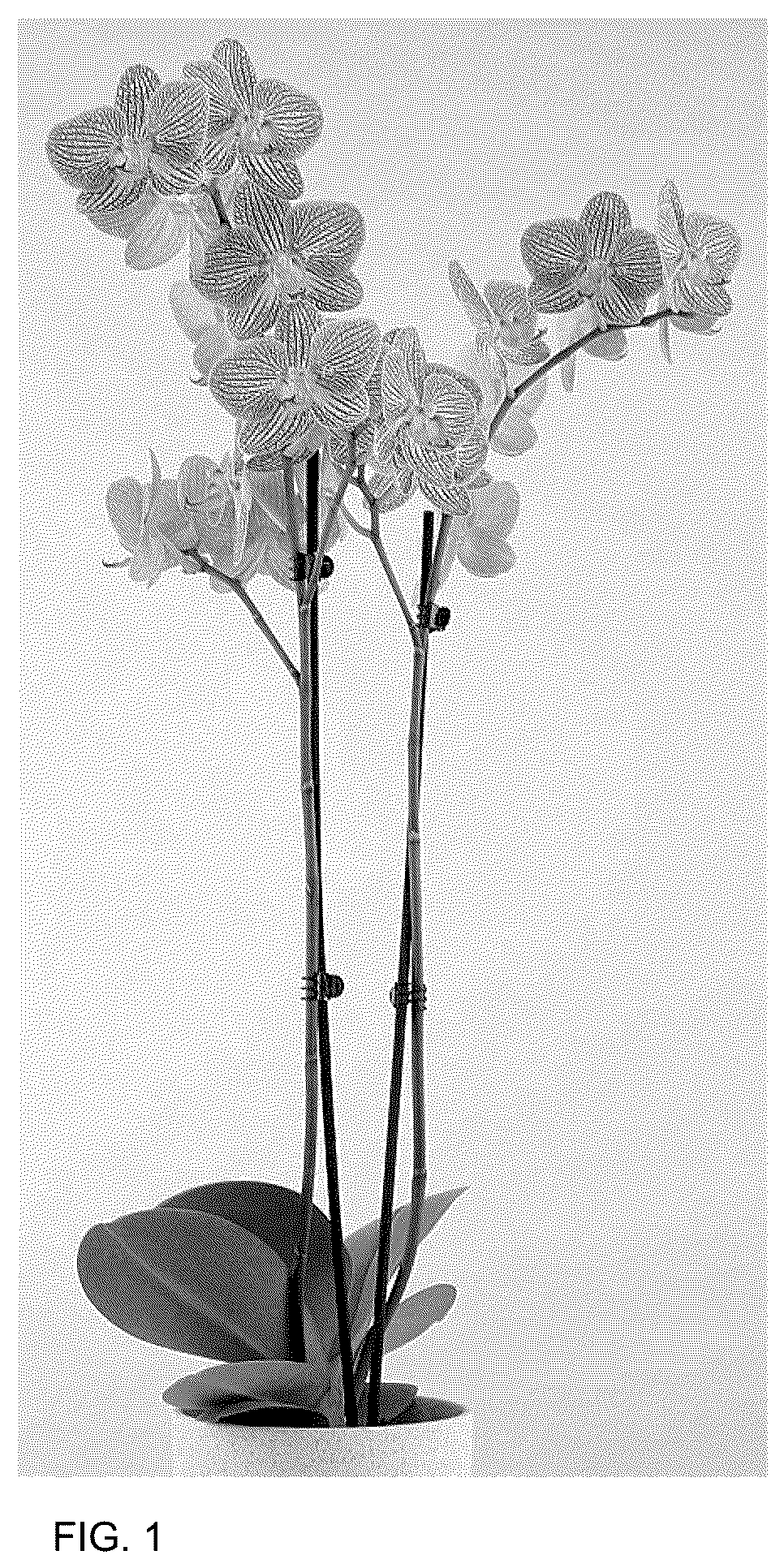 Patent USPP036676 — Phalaenopsis plant named ‘MI02651’ — Figure 1