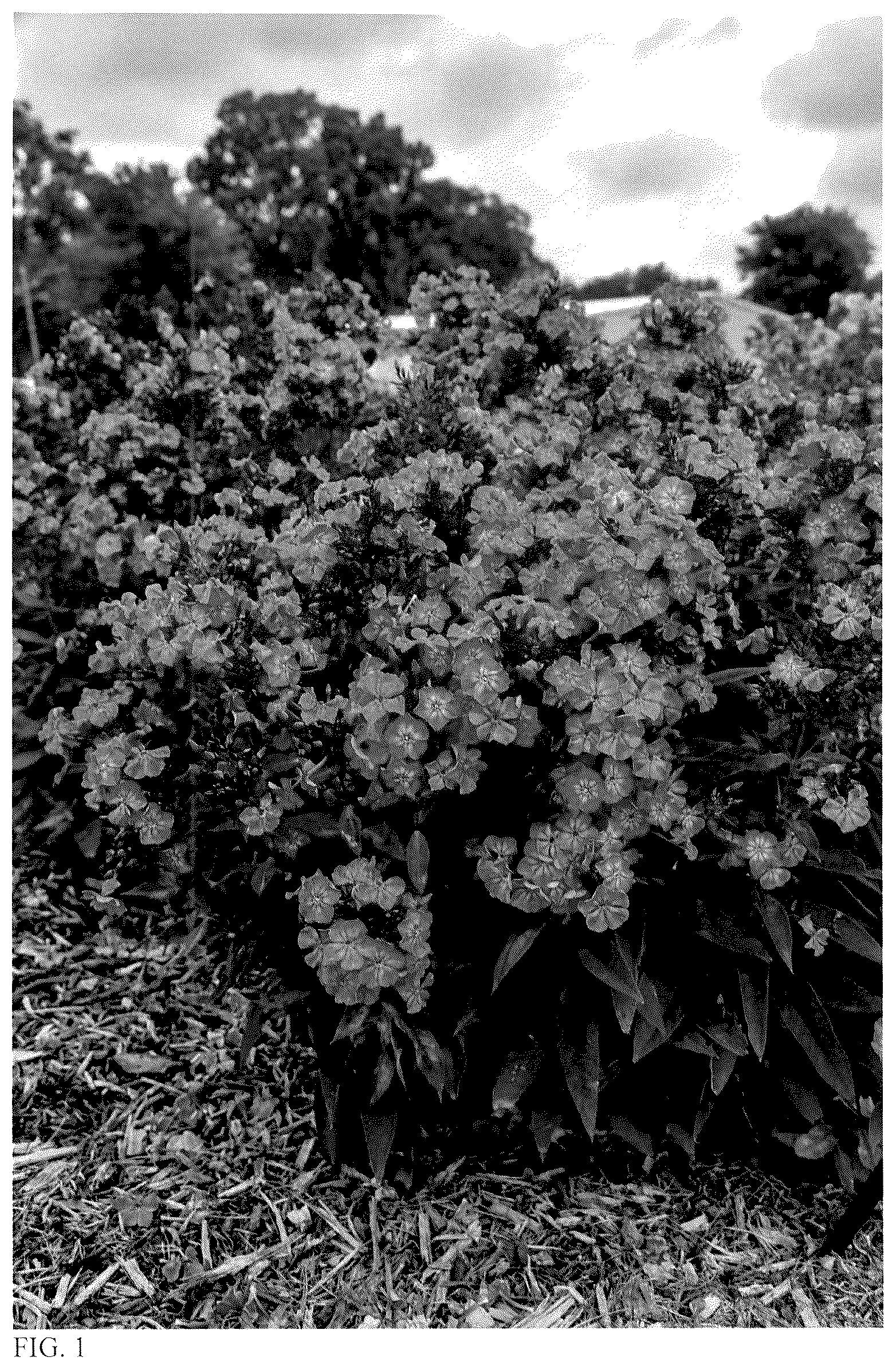 Patent USPP036677 — Phlox plant named ‘Pink Lightning’ — Figure 1