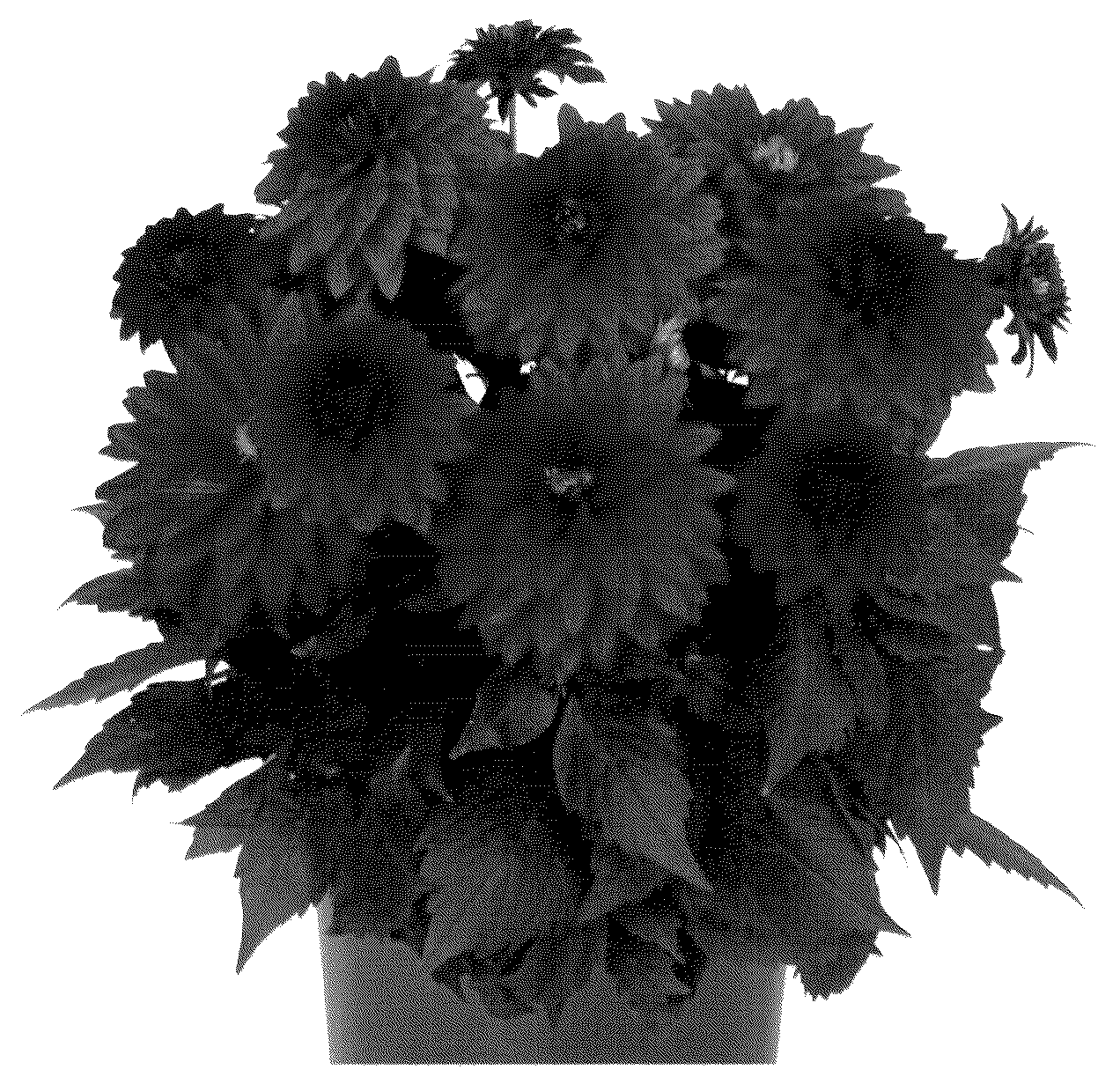 Patent USPP036678 Figure 1 – Dahlia plant named ‘DODAHYPNOPREVE’