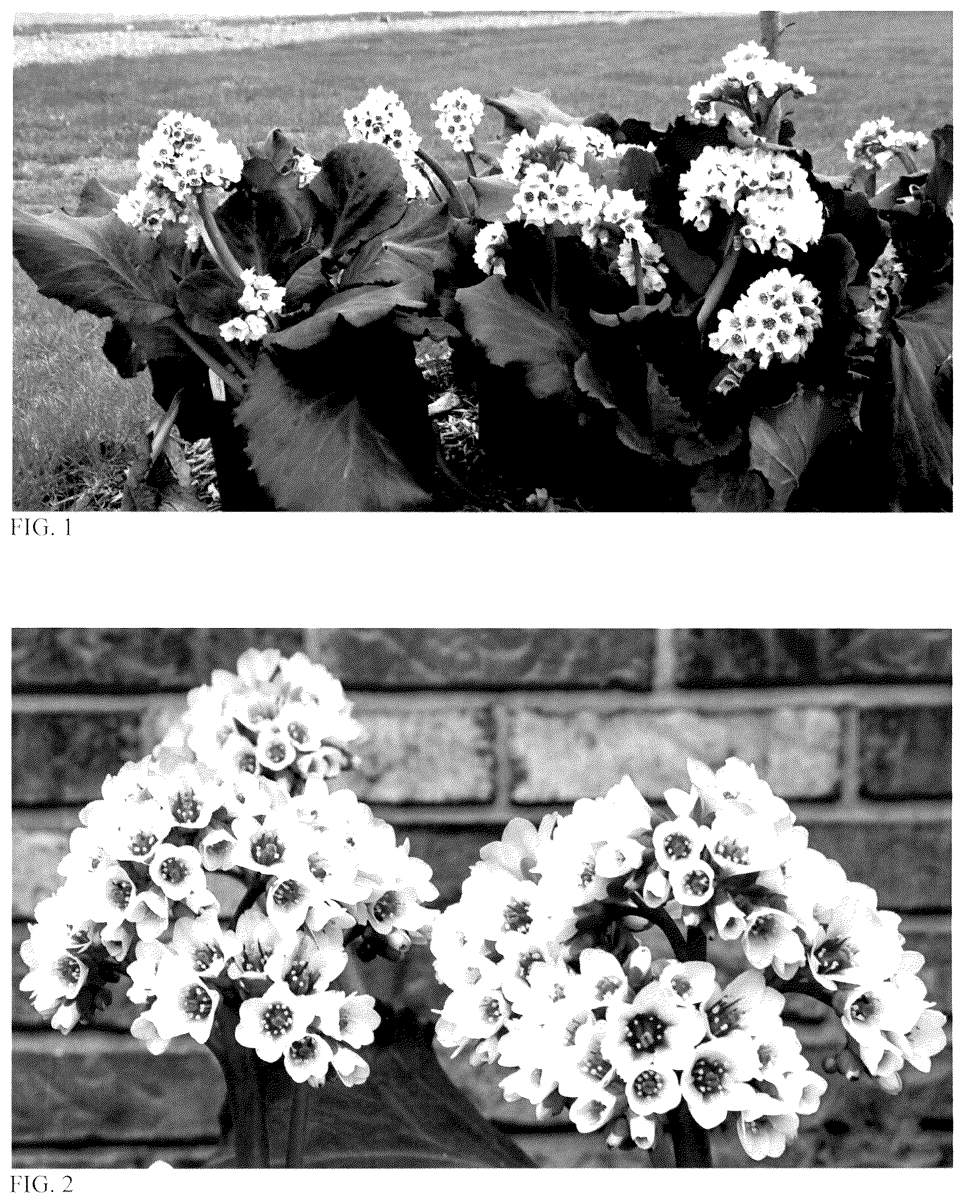 Patent USPP036679 — Bergenia plant named ‘Happily Ever After’ — Figure 1