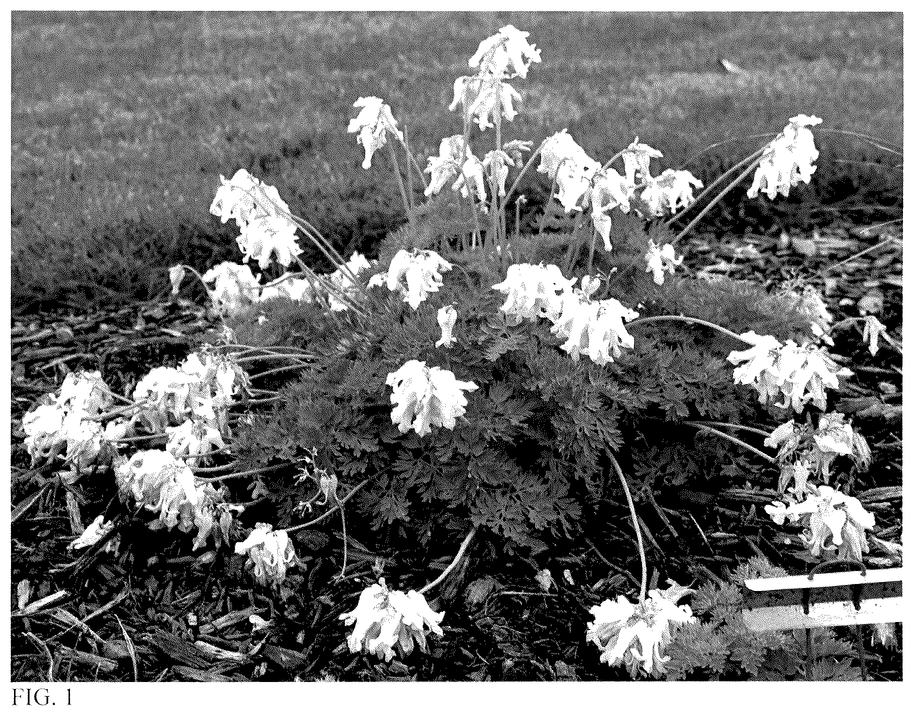 Patent USPP036680 — Dicentra plant named ‘White Diamonds’ — Figure 1