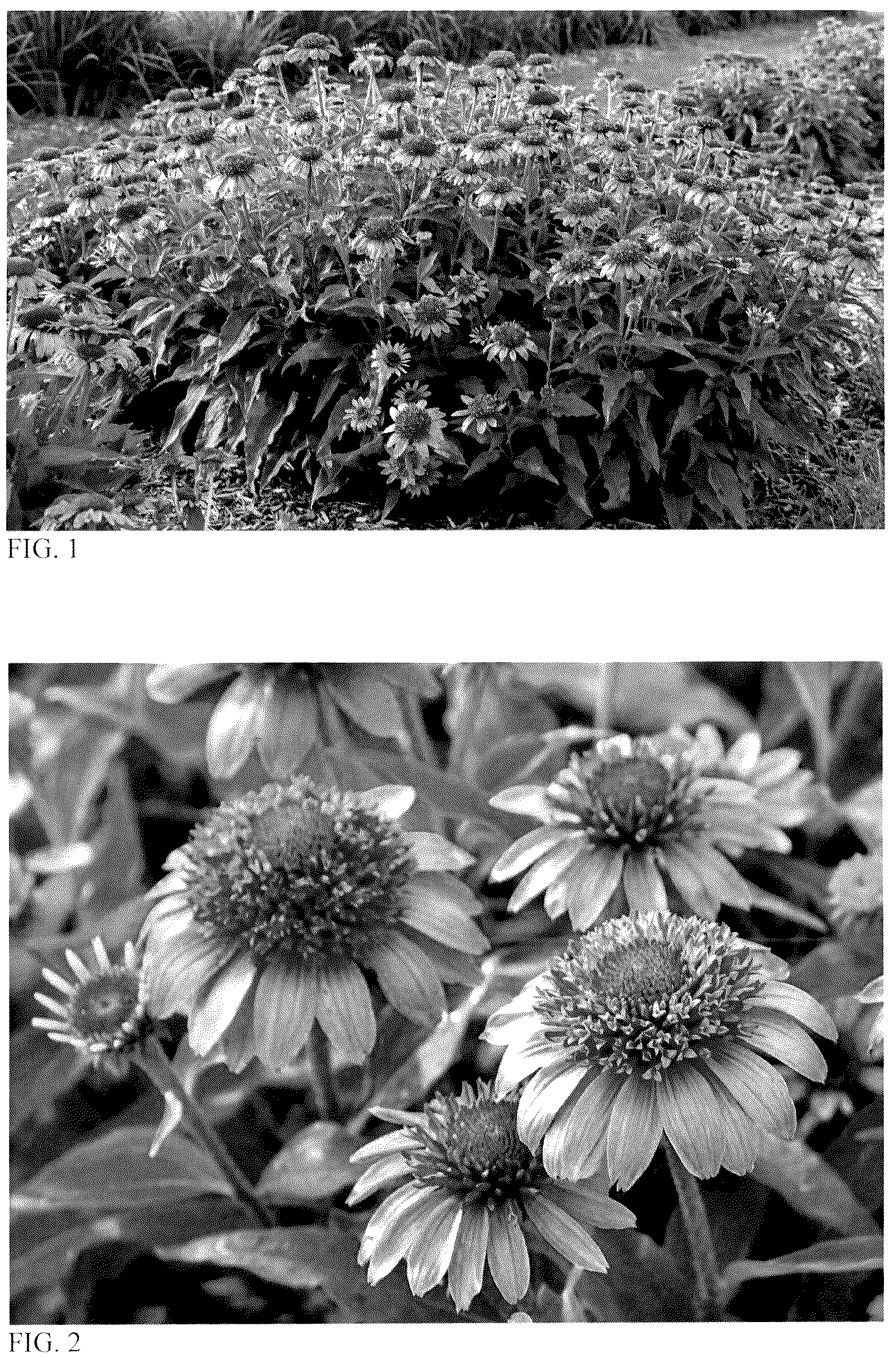 Patent USPP036681 — Echinacea plant named ‘Everything's Rosy’ — Figure 1