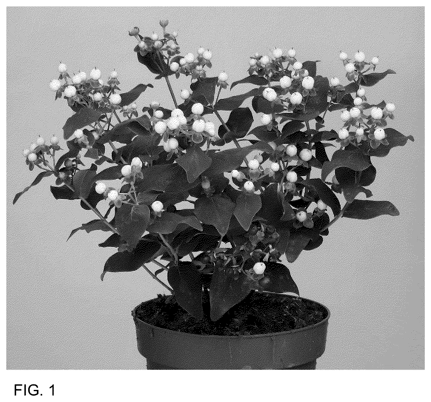 Patent USPP036682 — Hypericum plant named ‘ALLHYBELL’ — Figure 1