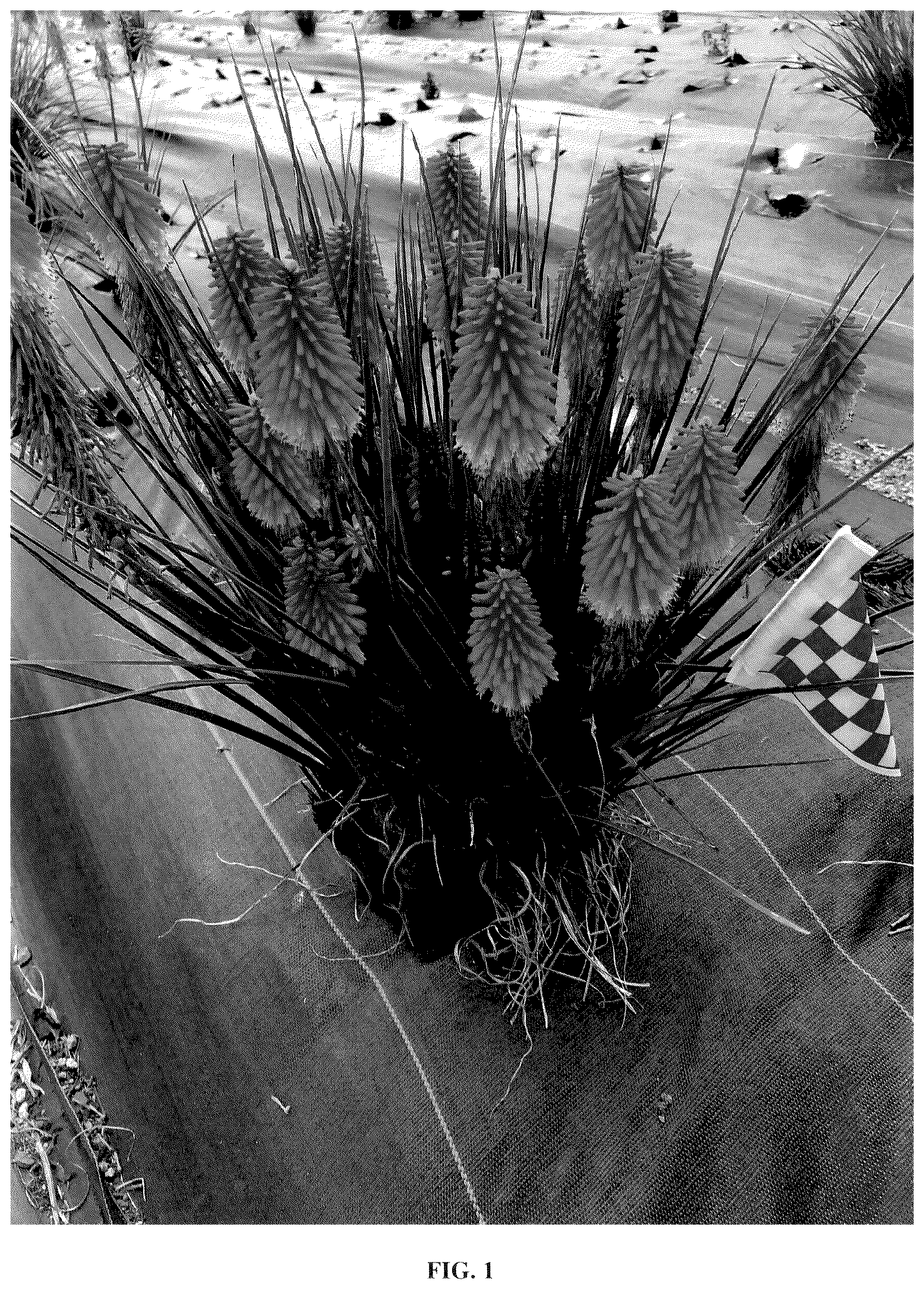 Patent USPP036683 — Kniphofia plant named ‘Rocket Jr.’ — Figure 1