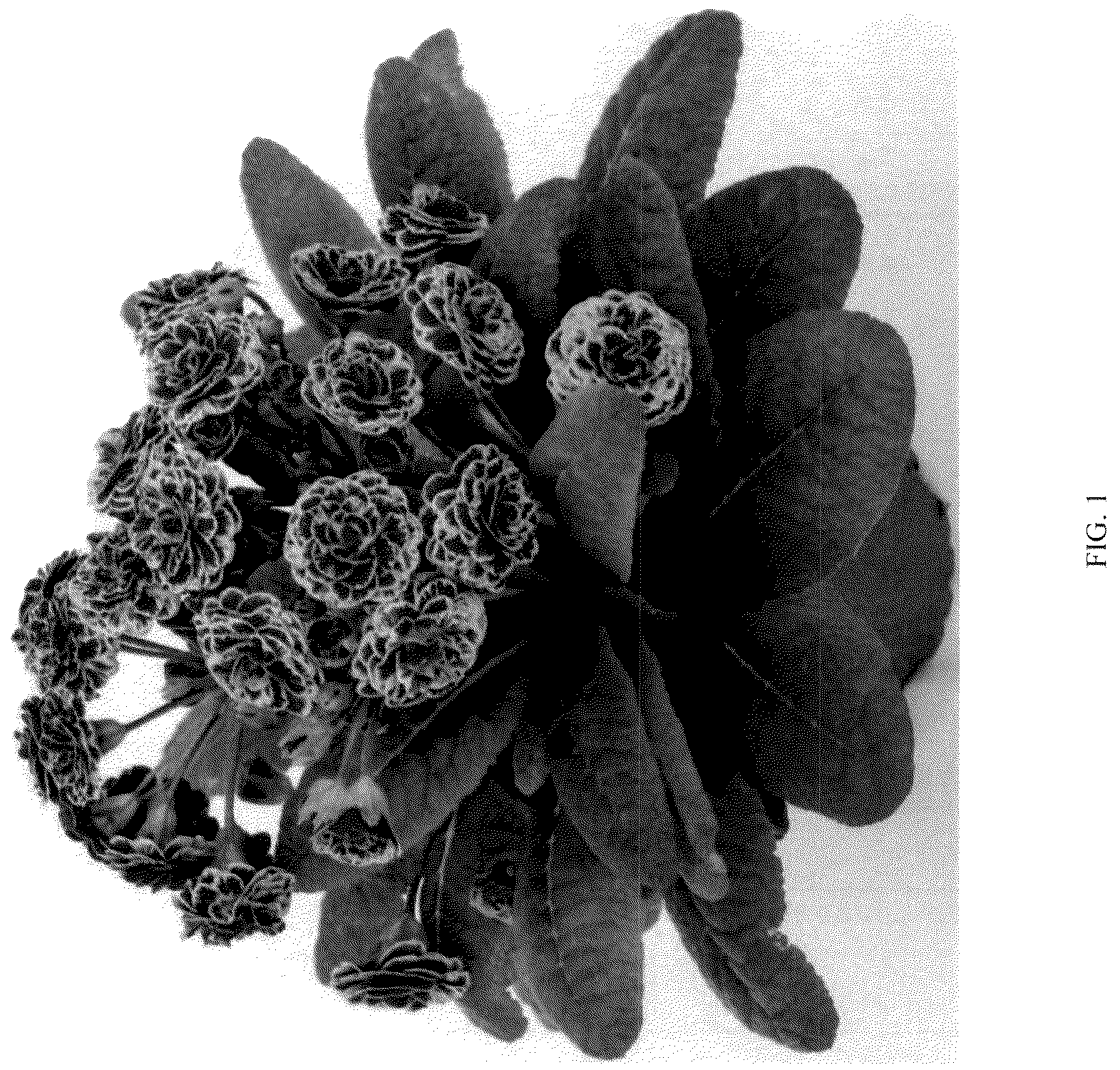Patent USPP036684 — Primula plant named ‘KERANNAWEAVE’ — Figure 1