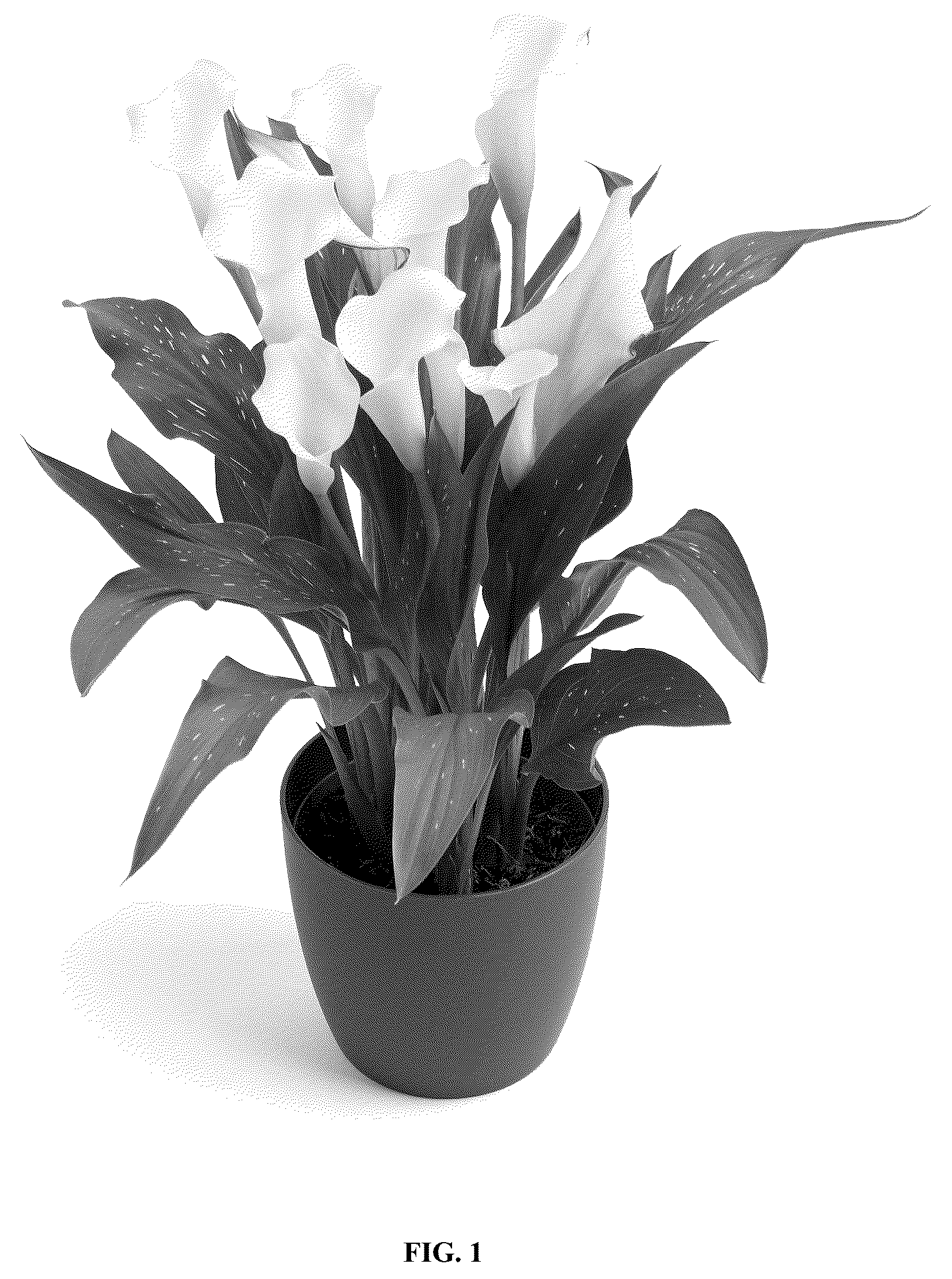 Patent USPP036685 — Calla lily plant named ‘Dozanwhamb’ — Figure 1