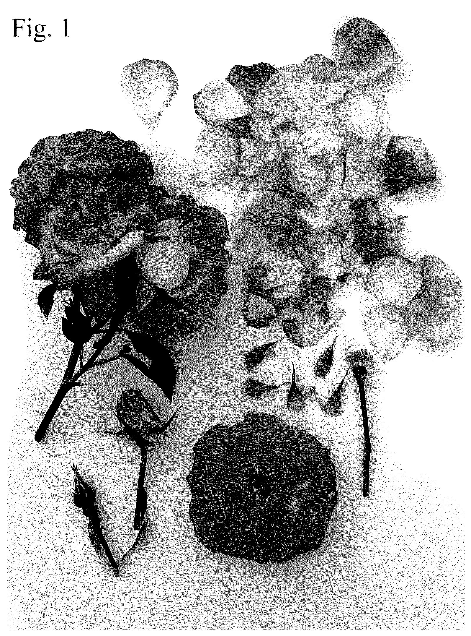 Patent USPP036686 — Floribunda rose plant named ‘Poulnap009’ — Figure 1