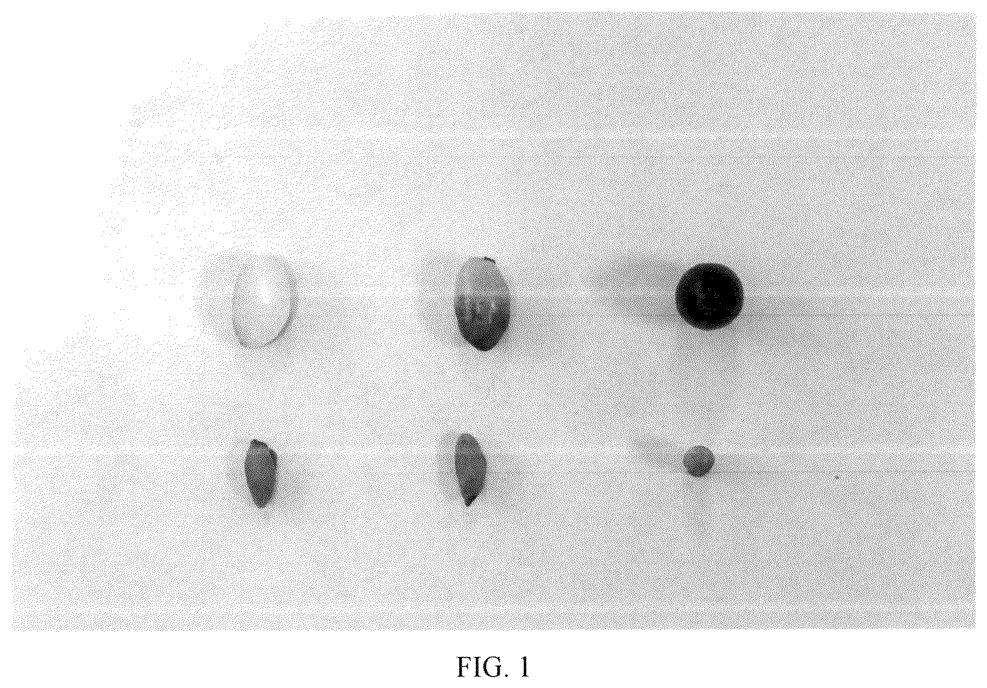 Patent USPP036687 — Olive tree named ‘I 77’ — Figure 1