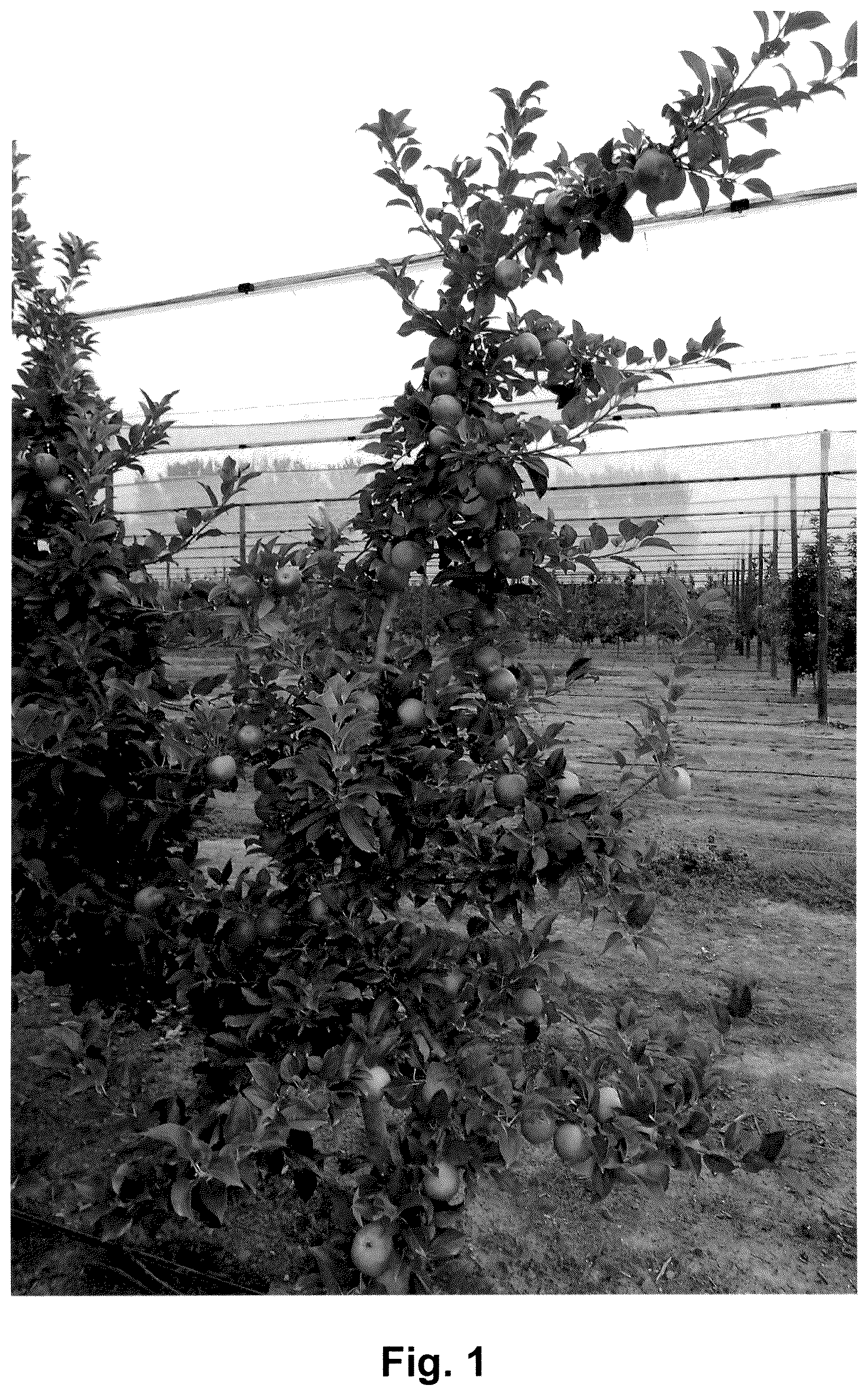 Patent USPP036688 — Apple tree named ‘HOT125A1’ — Figure 1