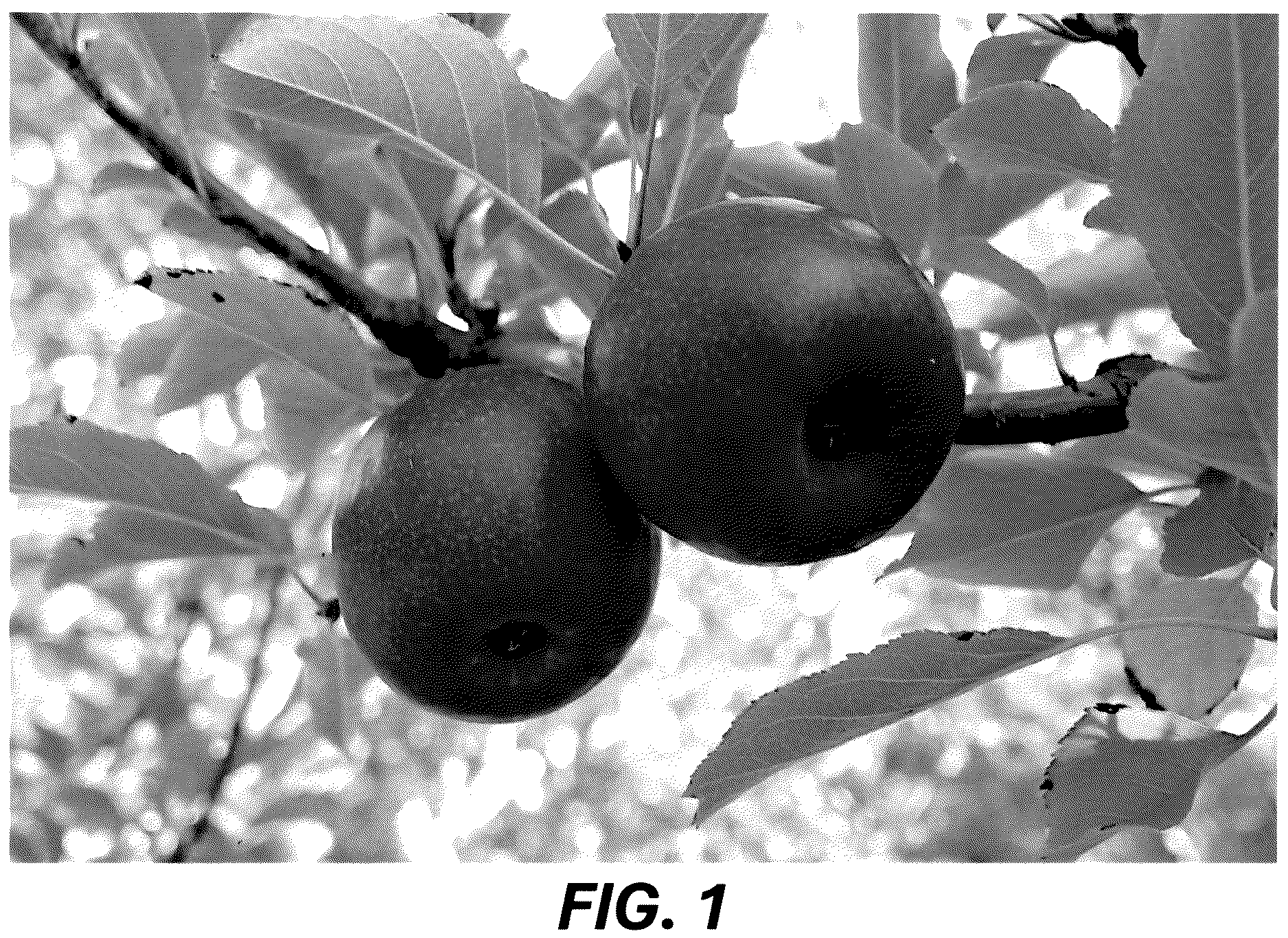 Patent USPP036689 — Apple tree named ‘MAC12’ — Figure 1
