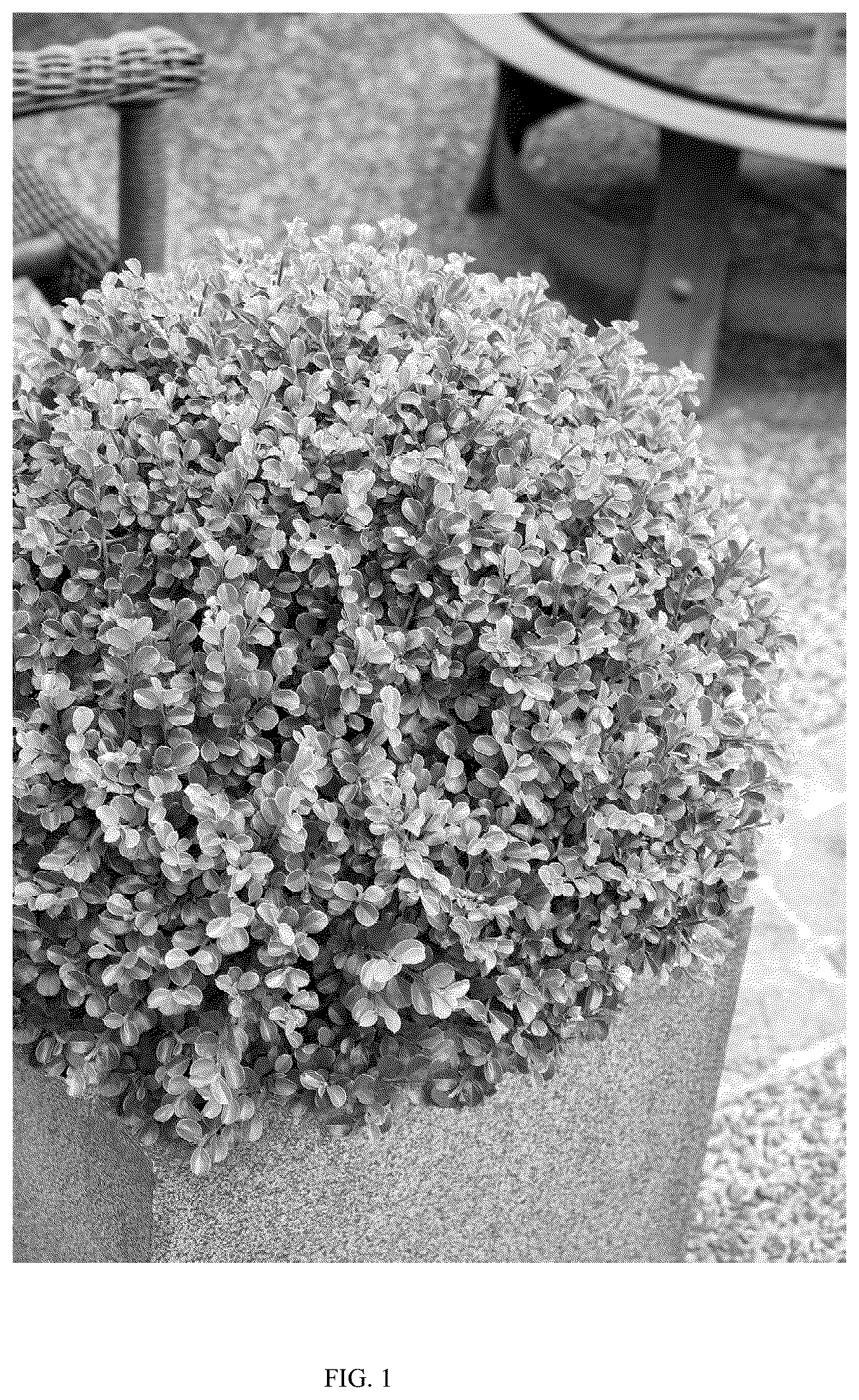 Patent USPP036690 — Cotoneaster plant named ‘MONSHGUS’ — Figure 1