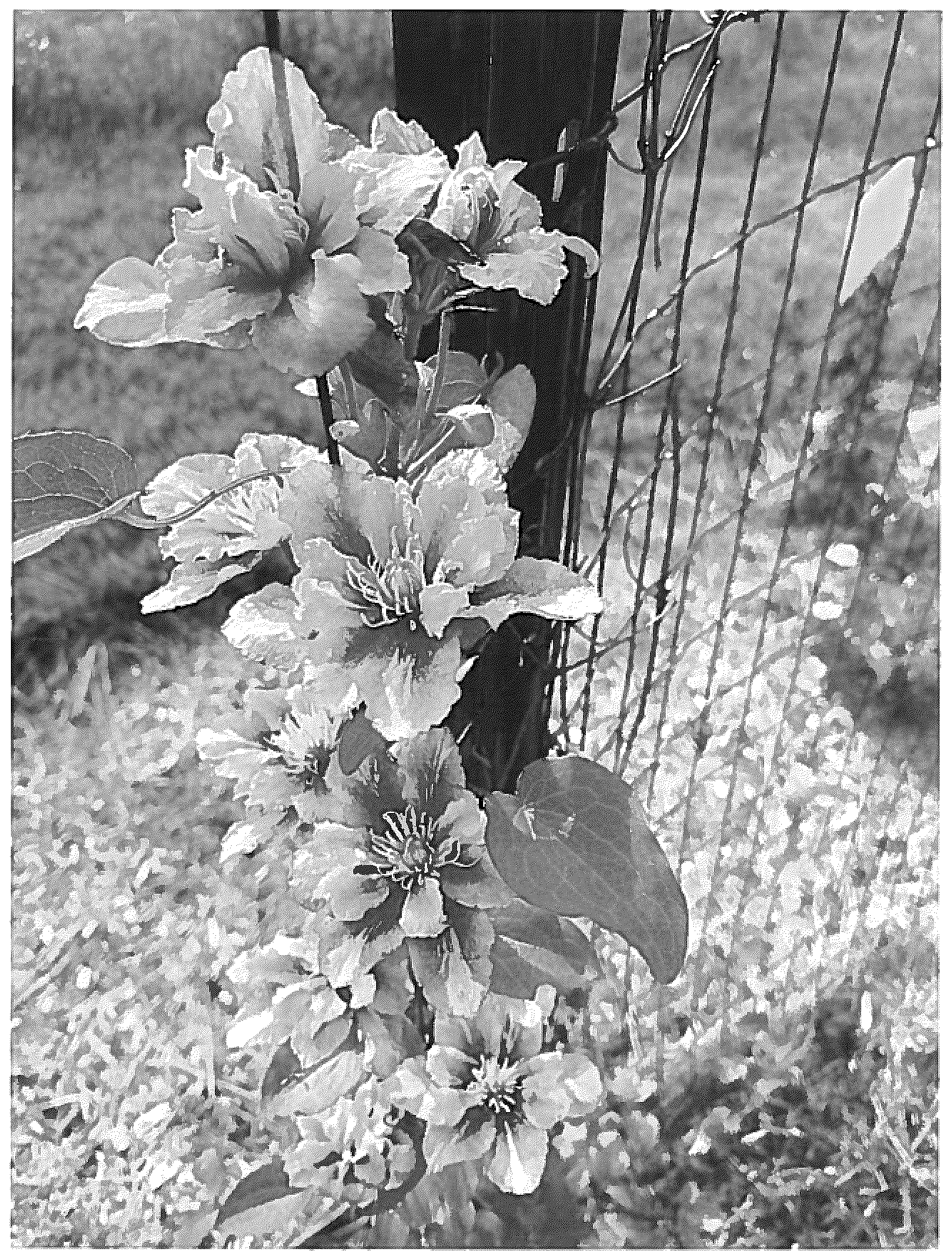 Patent USPP036692 — Clematis plant named ‘DP136’ — Figure 1