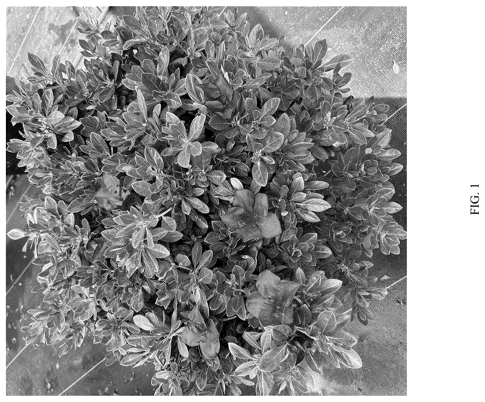 Patent USPP036693 — Rhododendron plant named ‘ROBLEZO’ — Figure 1