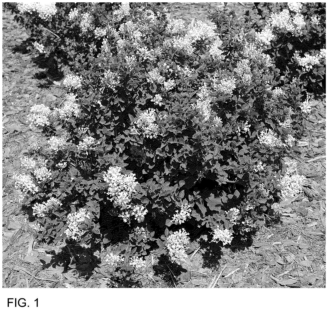 Patent USPP036694 — Syringa plant named ‘SMNSPWF’ — Figure 1