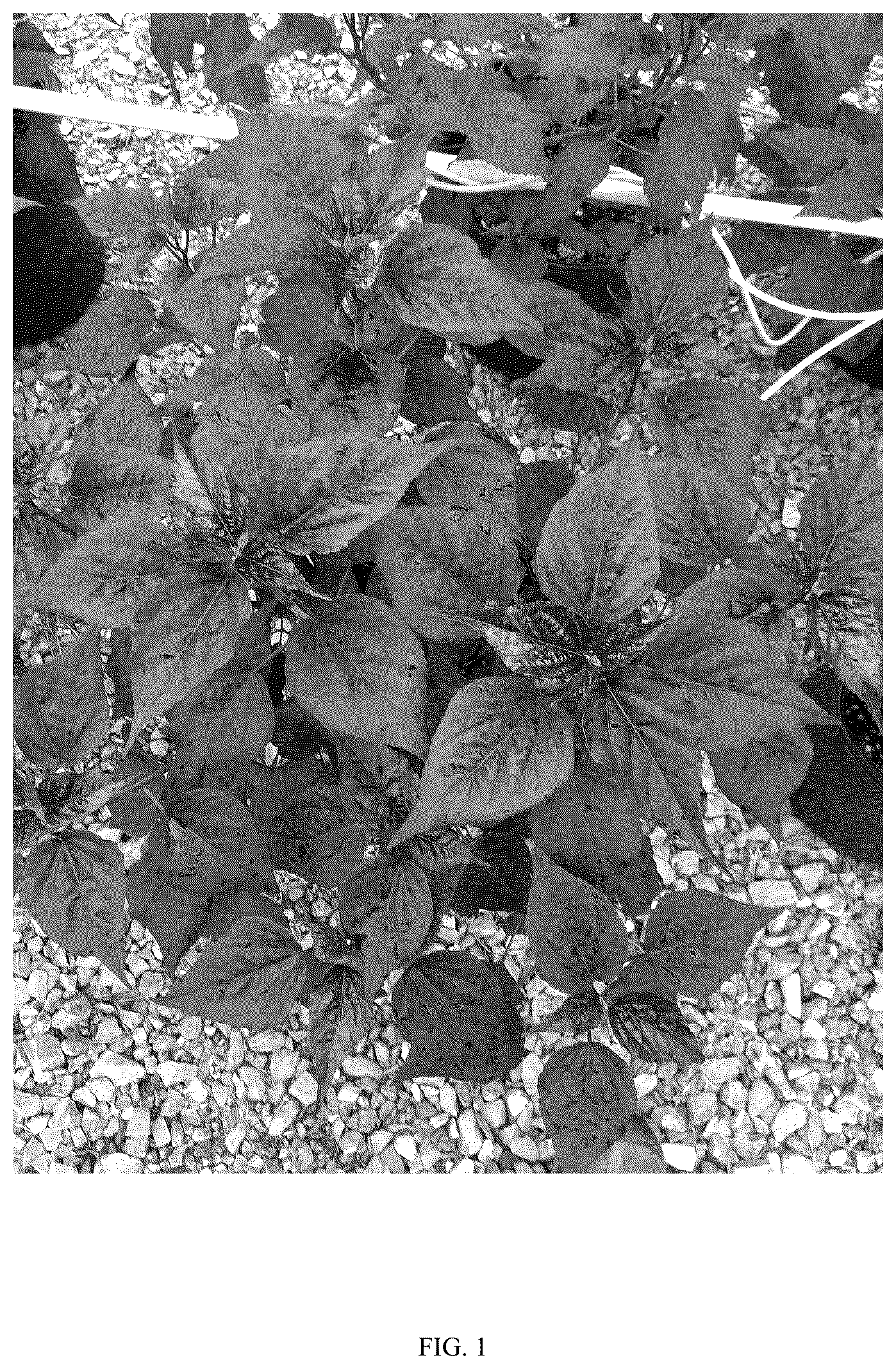 Patent USPP036695 Figure 1 – Hibiscus plant named ‘G21085’