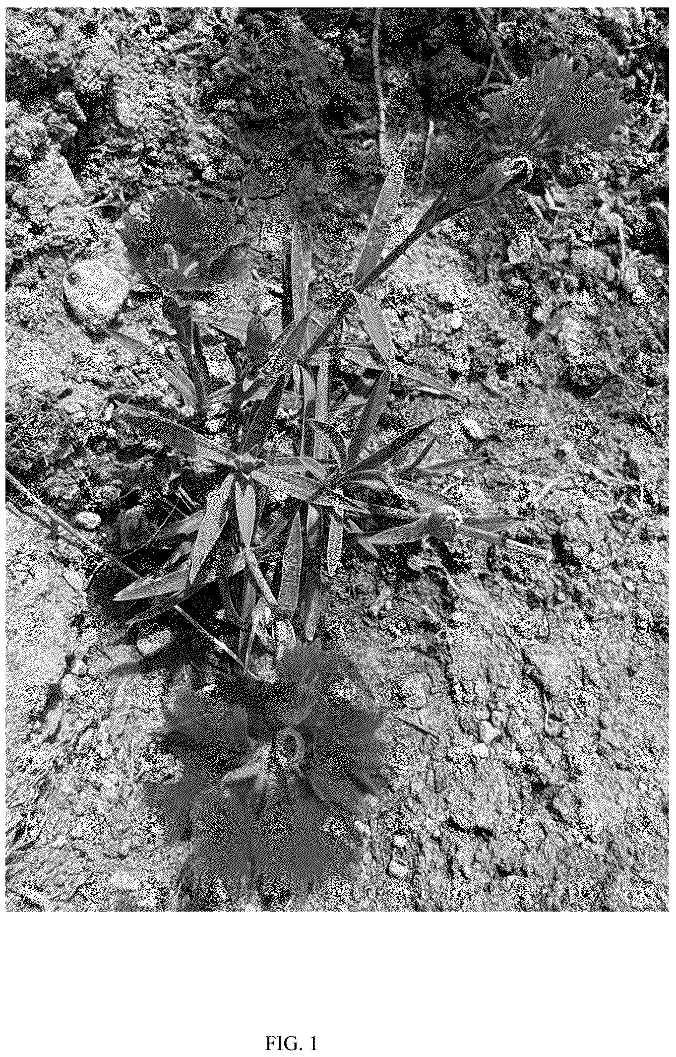 Patent USPP036696 — Dianthus plant named ‘G22089’ — Figure 1