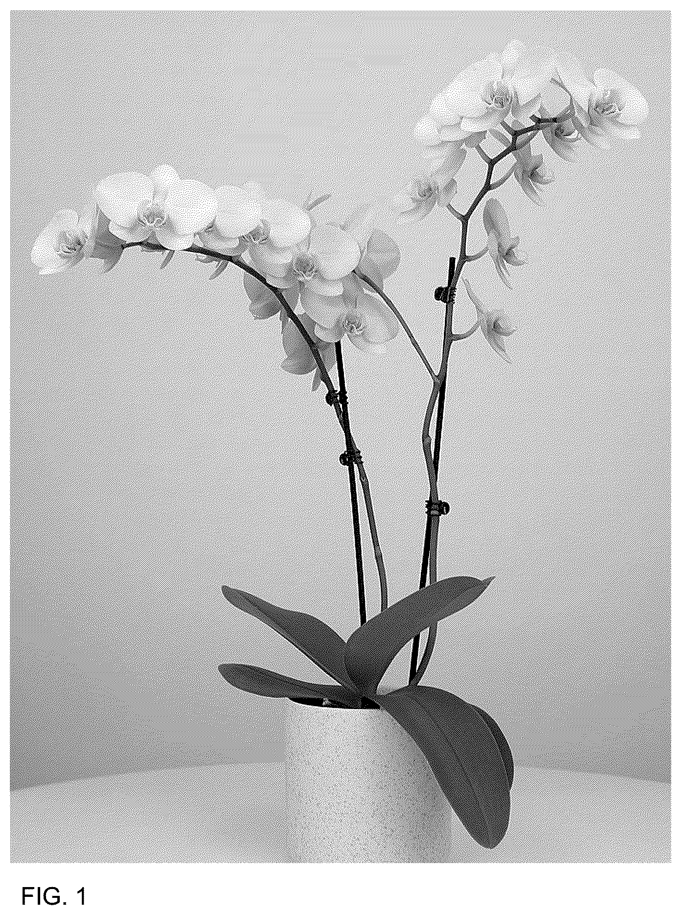 Patent USPP036697 — Phalaenopsis plant named ‘MI02815’ — Figure 1