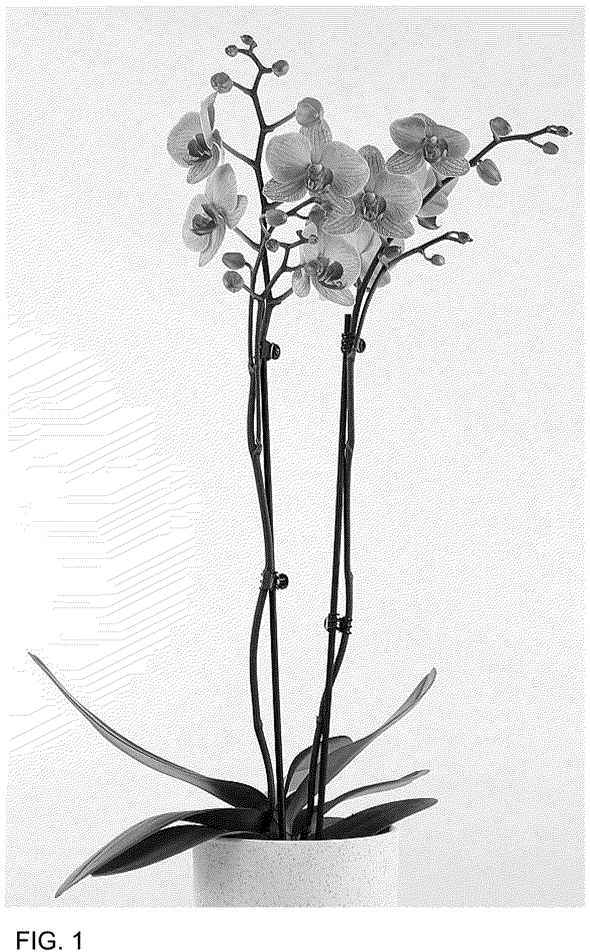 Patent USPP036698 — Phalaenopsis plant named ‘MI02969’ — Figure 1