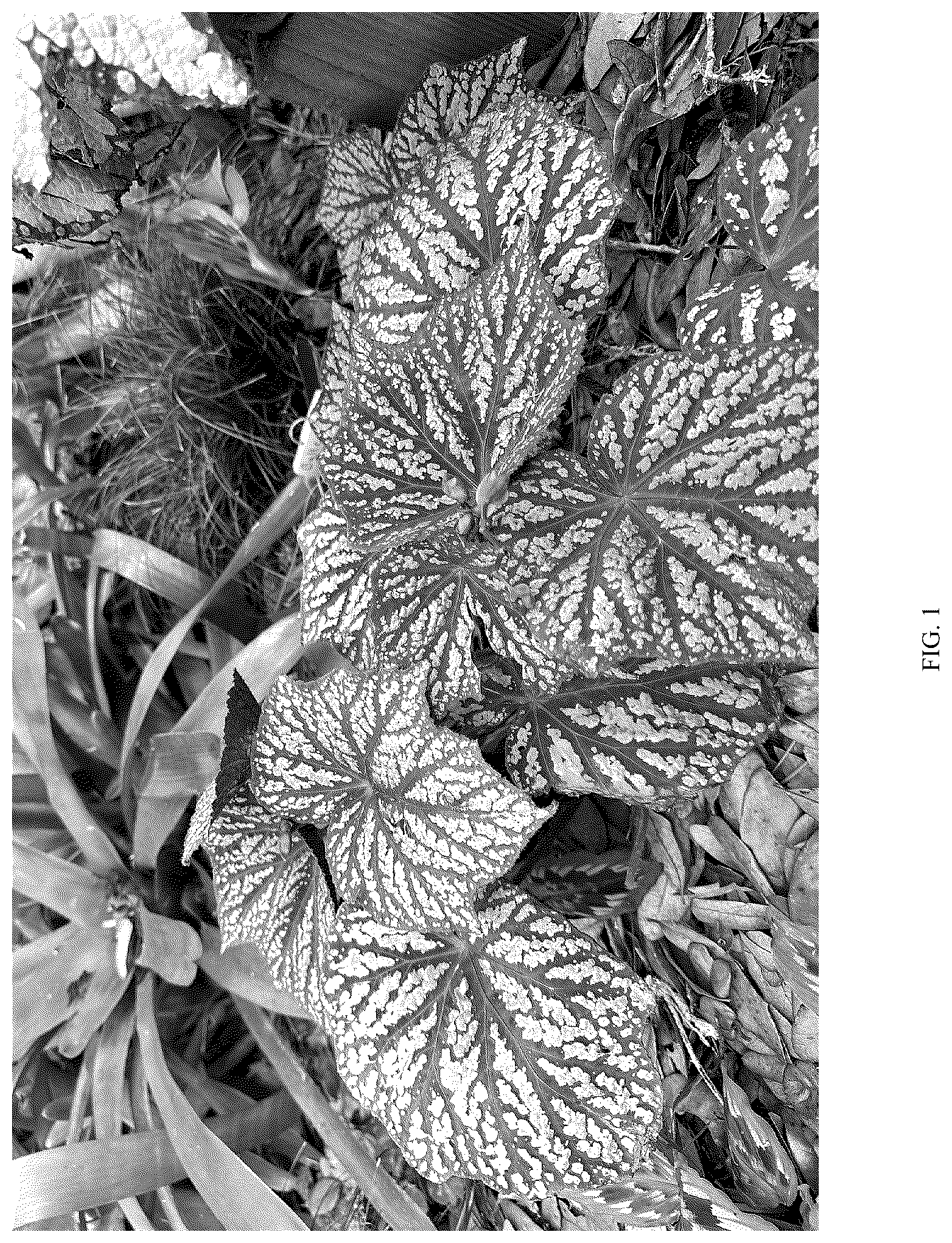 Patent USPP036699 — Begonia plant named ‘Little Moon’ — Figure 1