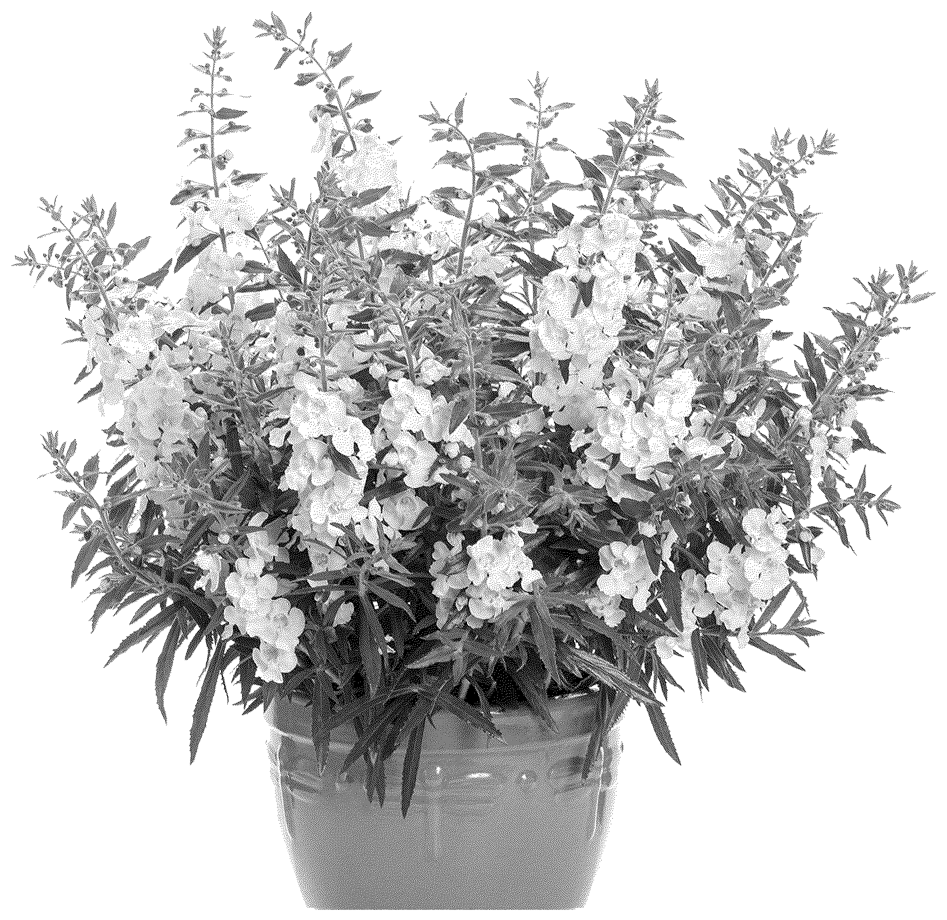 Patent USPP036703 — Angelonia plant named ‘ANGAF19202’ — Figure 1