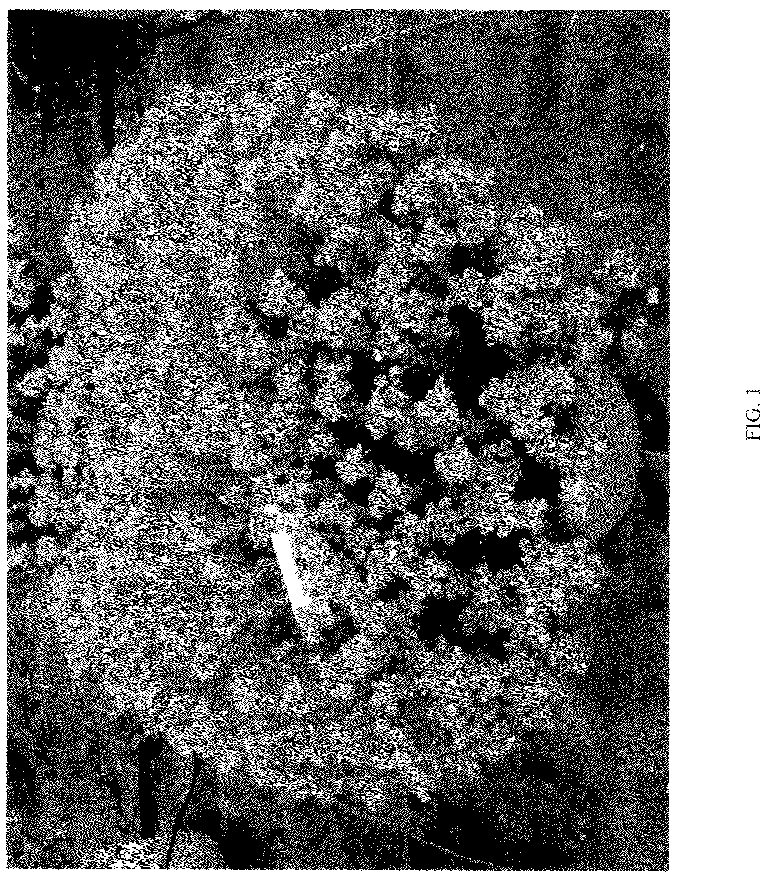 Patent USPP036704 — Nemesia plant named ‘KERNEMBIRD’ — Figure 1