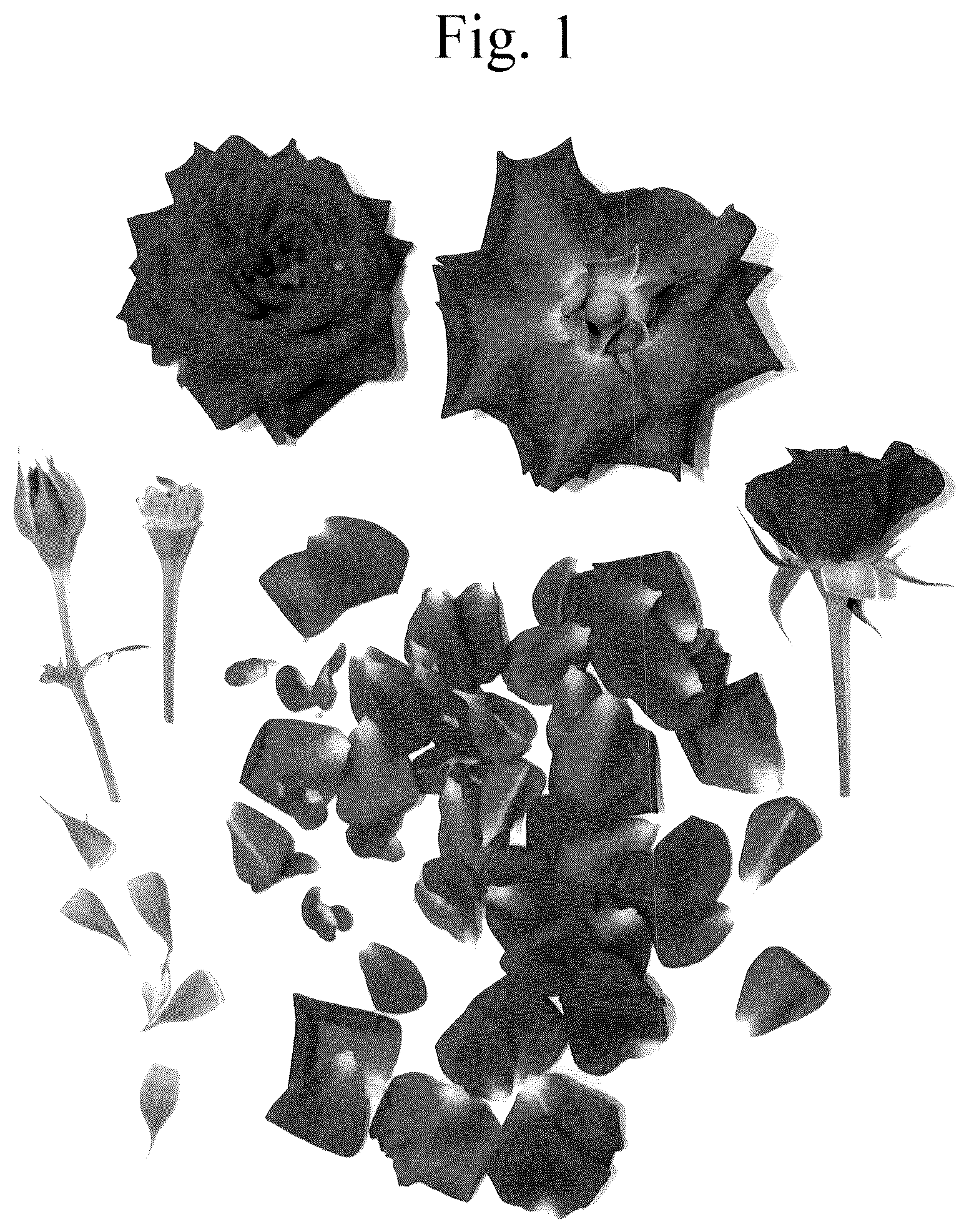 Patent USPP036705 — Miniature rose plant named ‘Poulty042’ — Figure 1