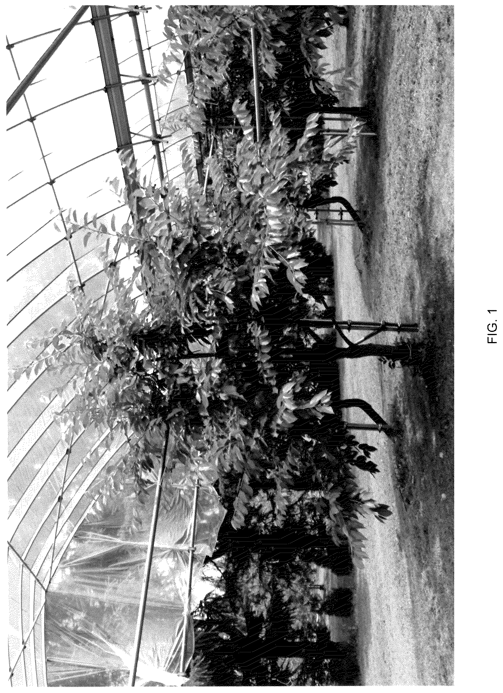 Patent USPP036706 — Cherry tree named ‘Himari’ — Figure 1