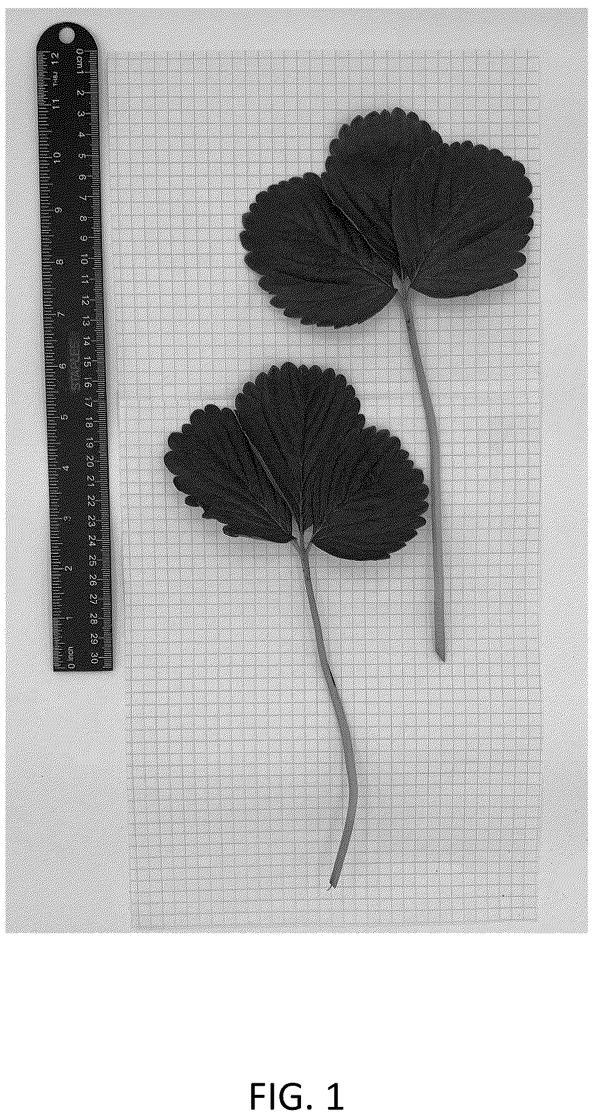 Patent USPP036707 — Strawberry plant named ‘CBC017’ — Figure 1