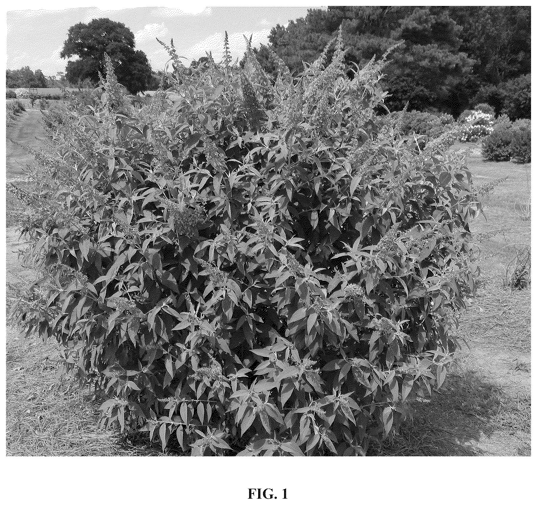 Patent USPP036709 — Buddleia plant named ‘Bailbudone’ — Figure 1