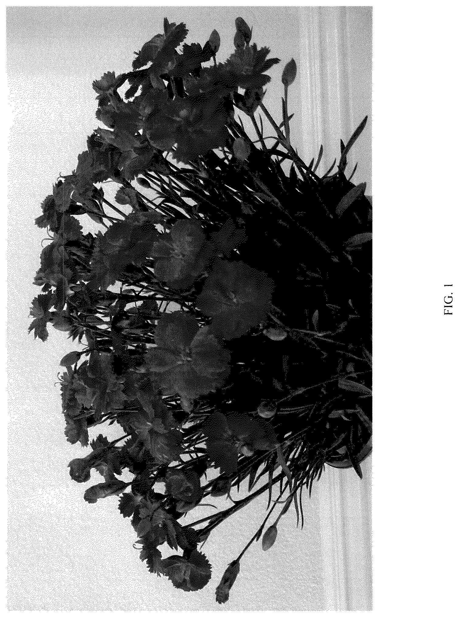 Patent USPP036710 — Dianthus plant named ‘G19159’ — Figure 1