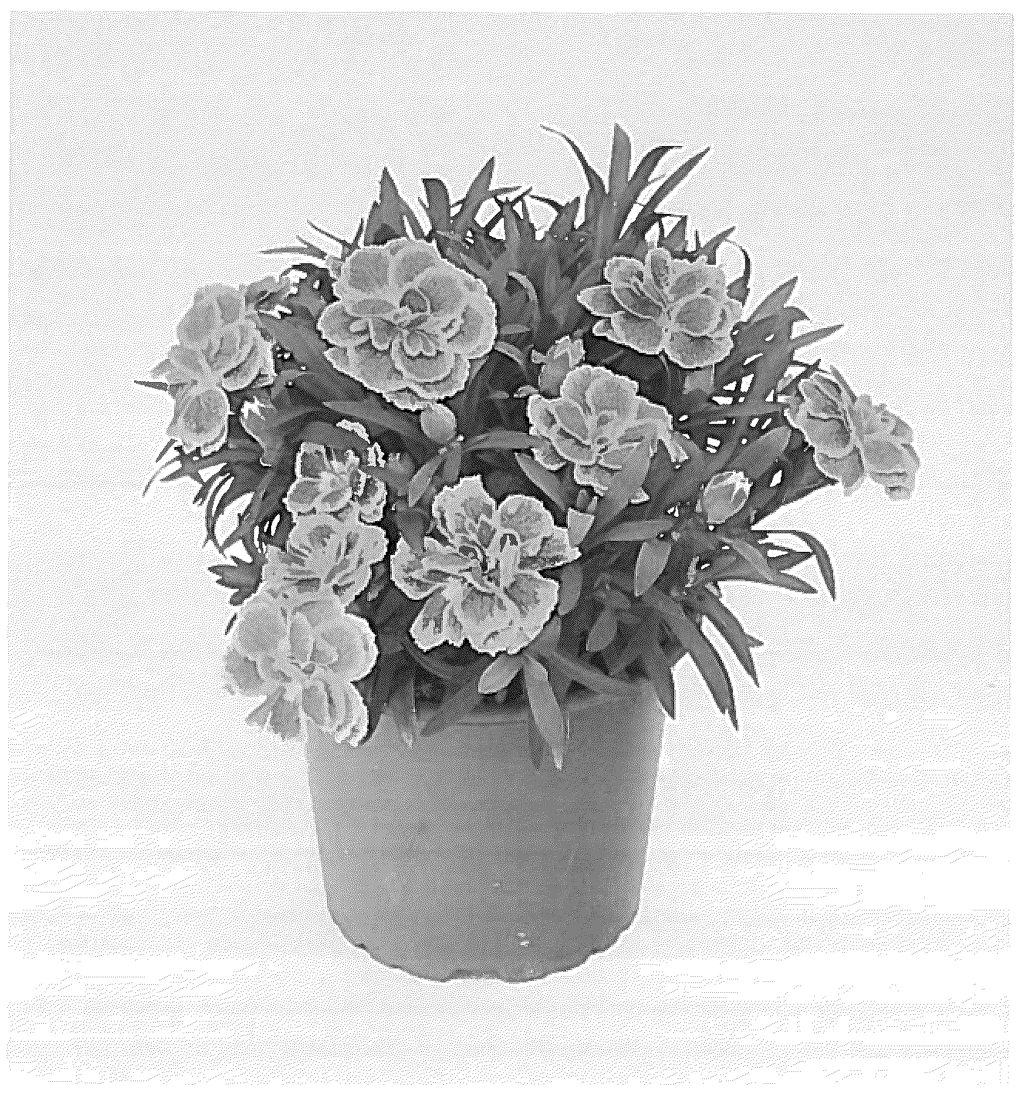 Patent USPP036711 Figure 1 – Dianthus plant named ‘KLEDG24541’