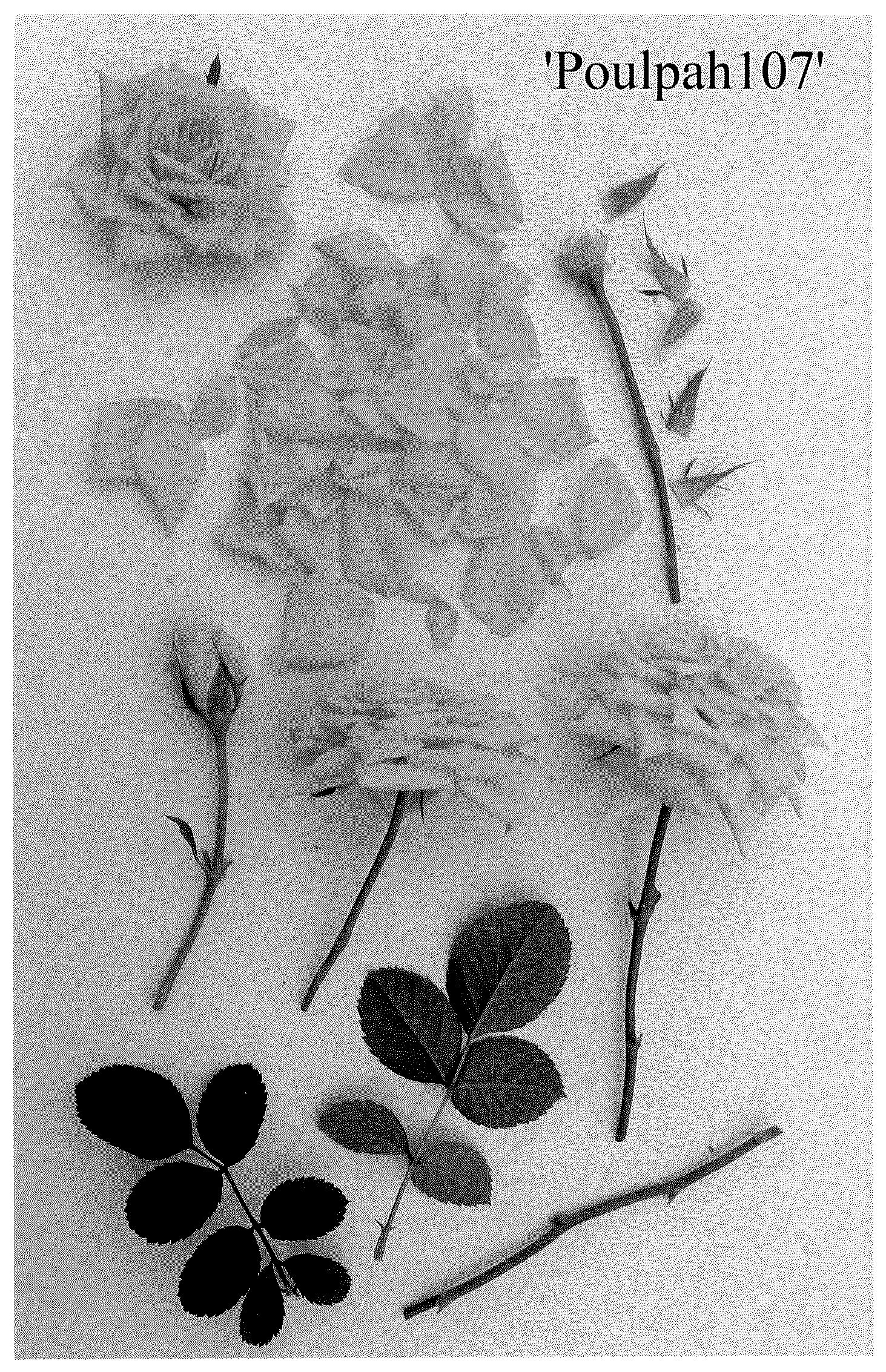 Patent USPP036712 — Miniature rose plant named ‘Poulpah107’ — Figure 1