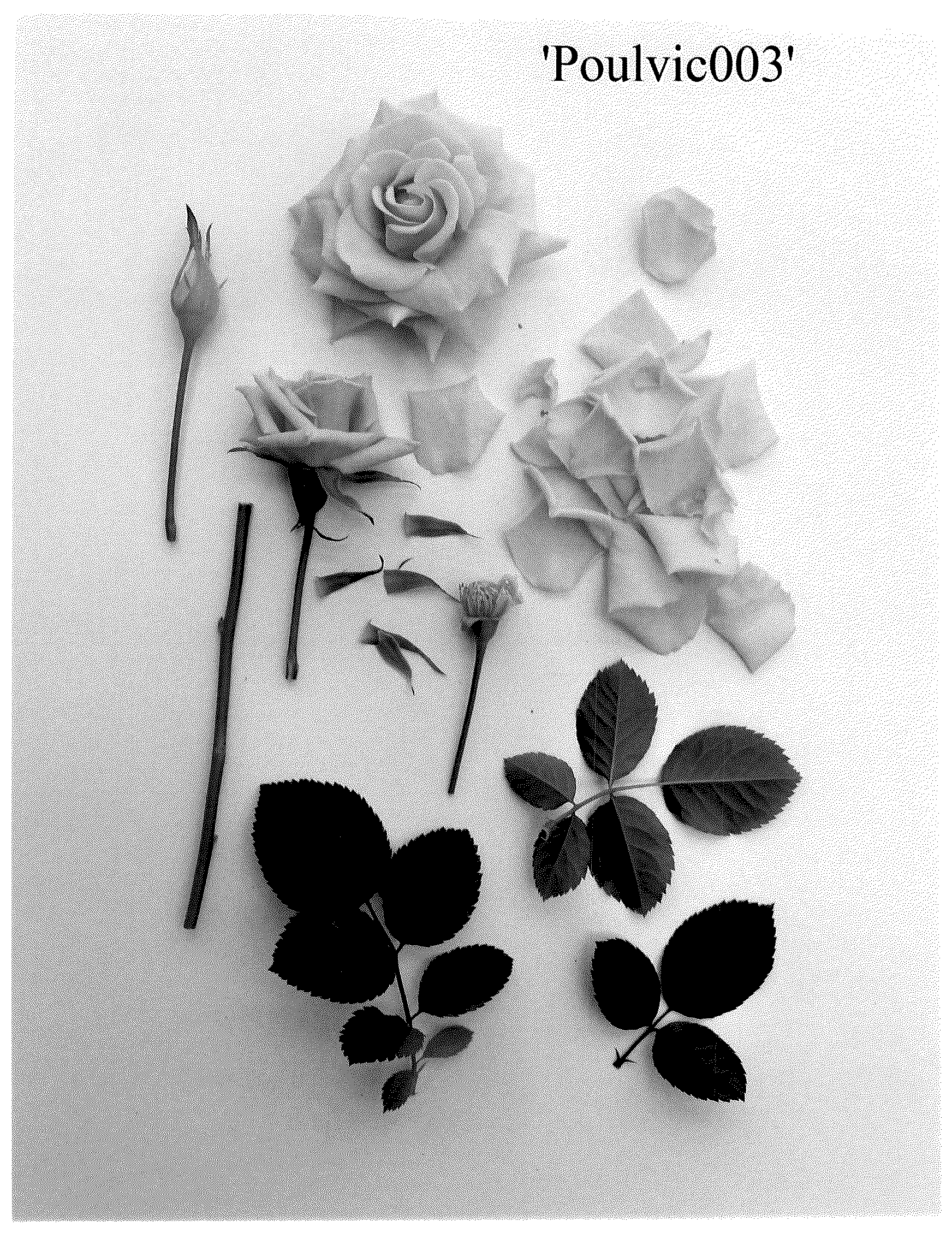 Patent USPP036713 — Rose plant named ‘Poulvic003’ — Figure 1