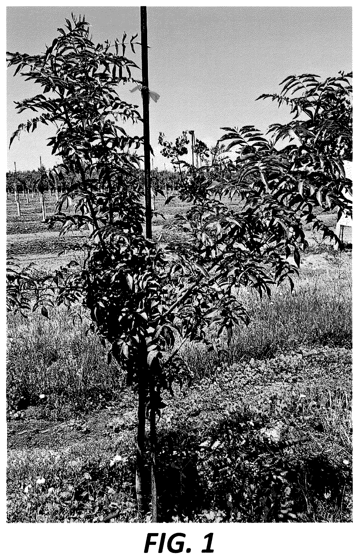 Patent USPP036714 Figure 1 – Pistachio hybrid rootstock named ‘19PaPi-SY’
