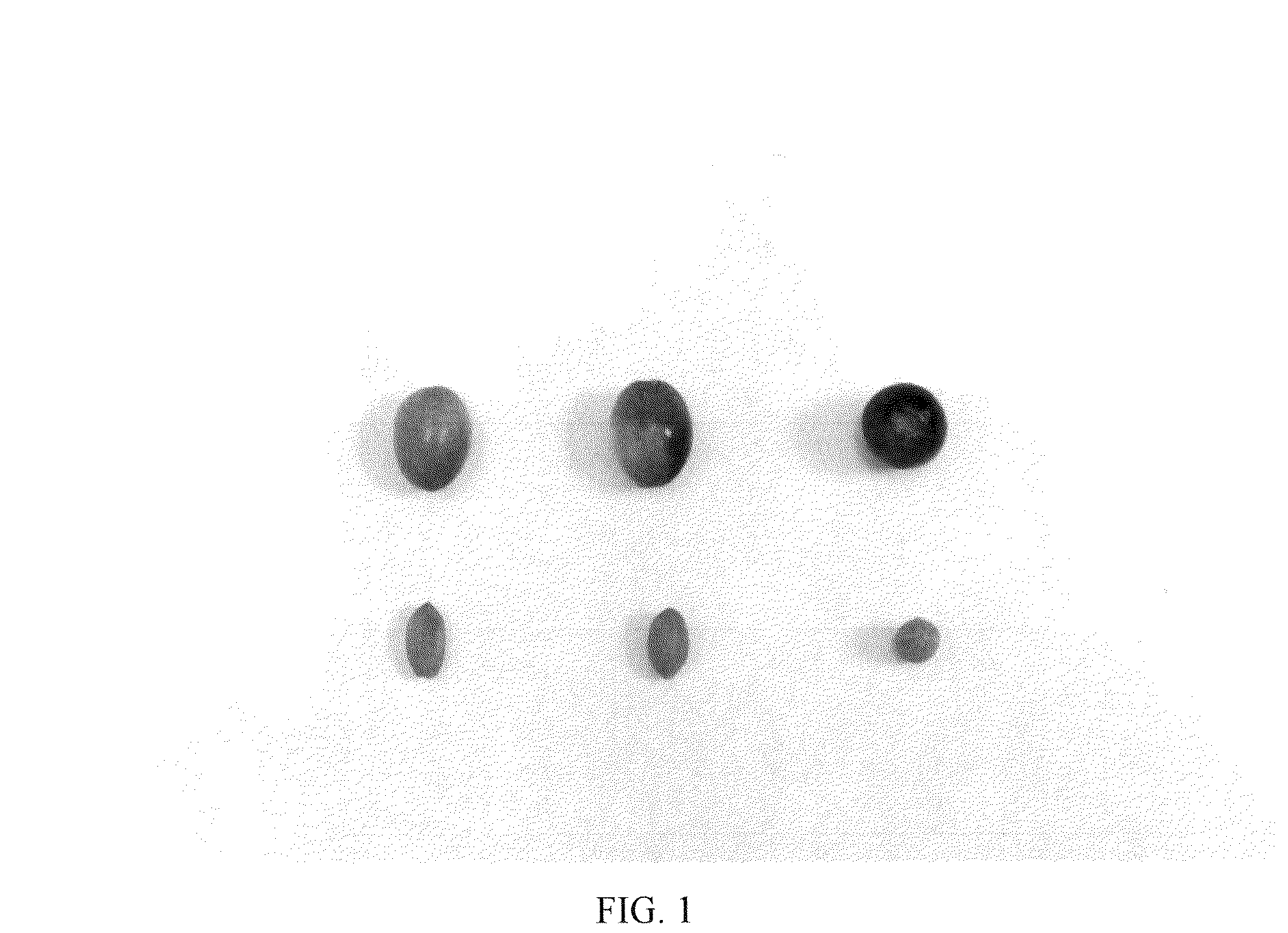 Patent USPP036715 Figure 1 – Olive tree named ‘I 101’