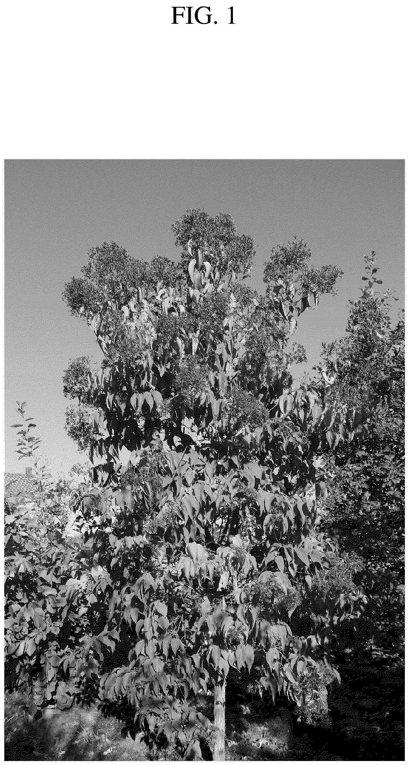Patent USPP036716 Figure 1 – Heptacodium tree named ‘JFS GM1HM’