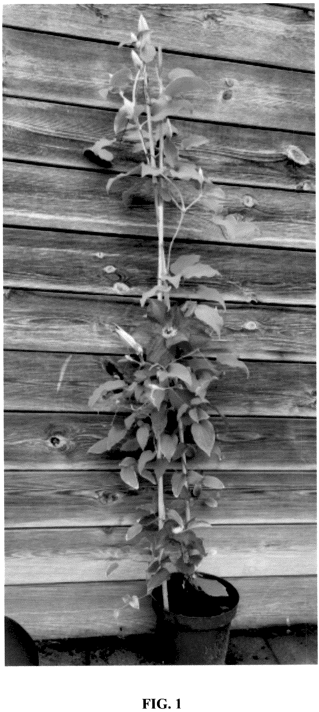 Patent USPP036717 Figure 1 – Clematis plant named ‘EviGsy152’