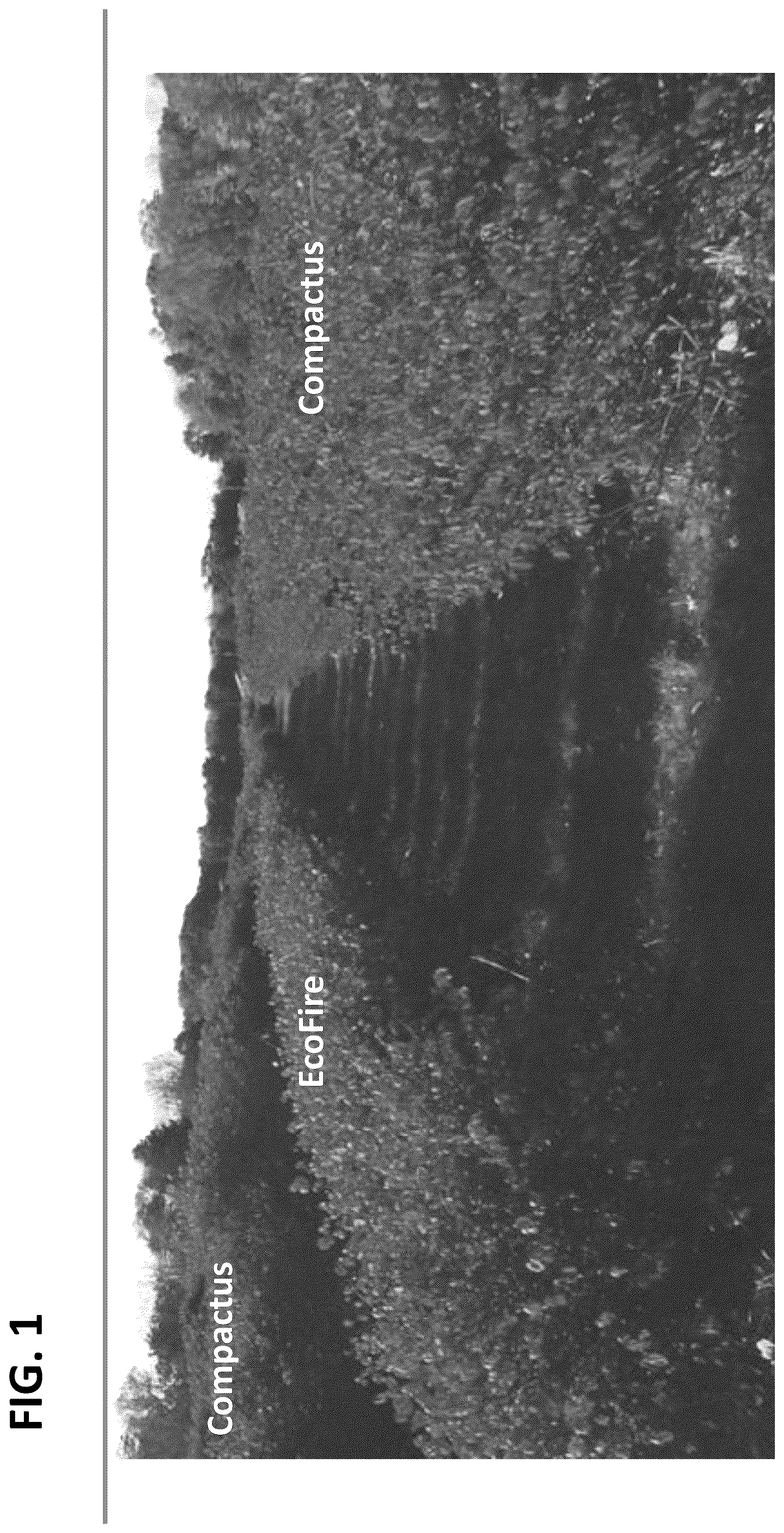 Patent USPP036718 — Euonymus plant named ‘EcoFire’ — Figure 1