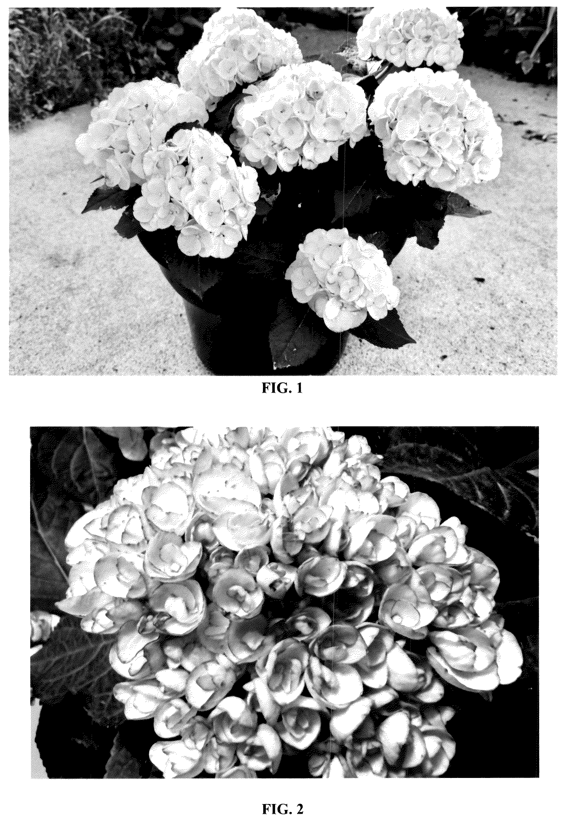 Patent USPP036719 — Hydrangea plant named ‘Hokomamipe’ — Figure 1