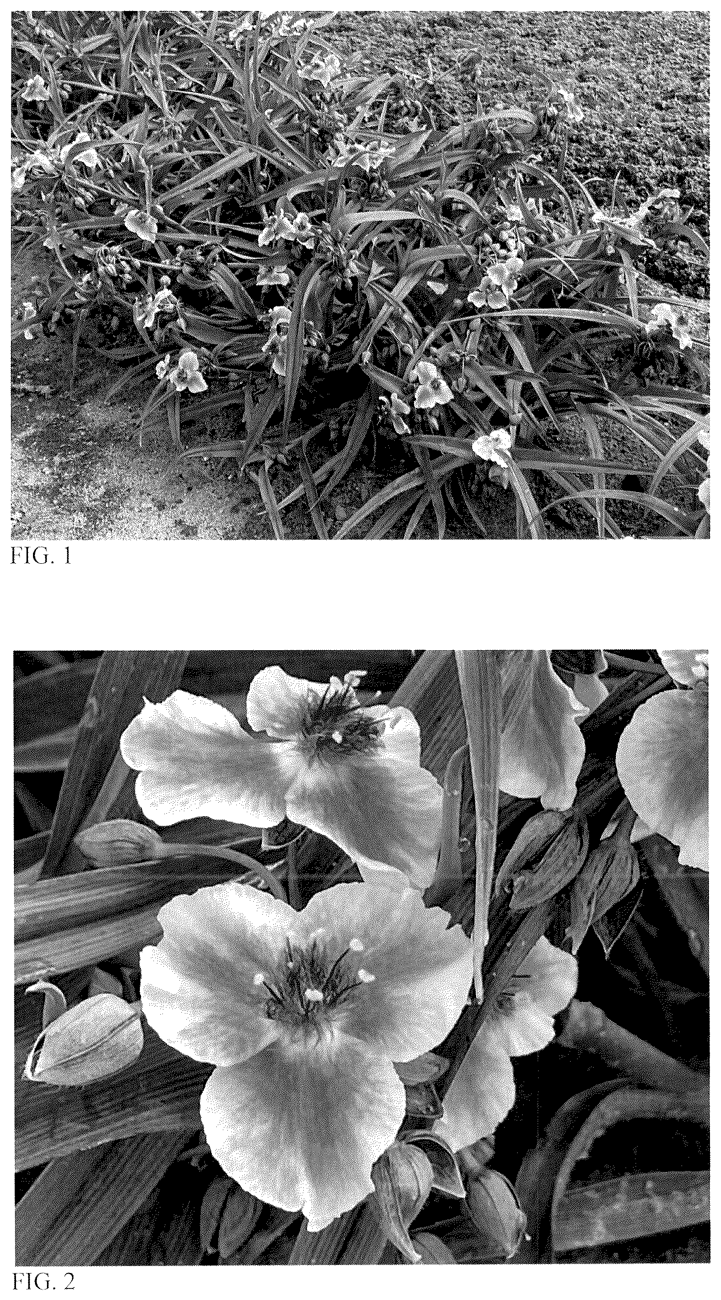 Patent USPP036720 — Tradescantia plant named ‘Webmaster’ — Figure 1