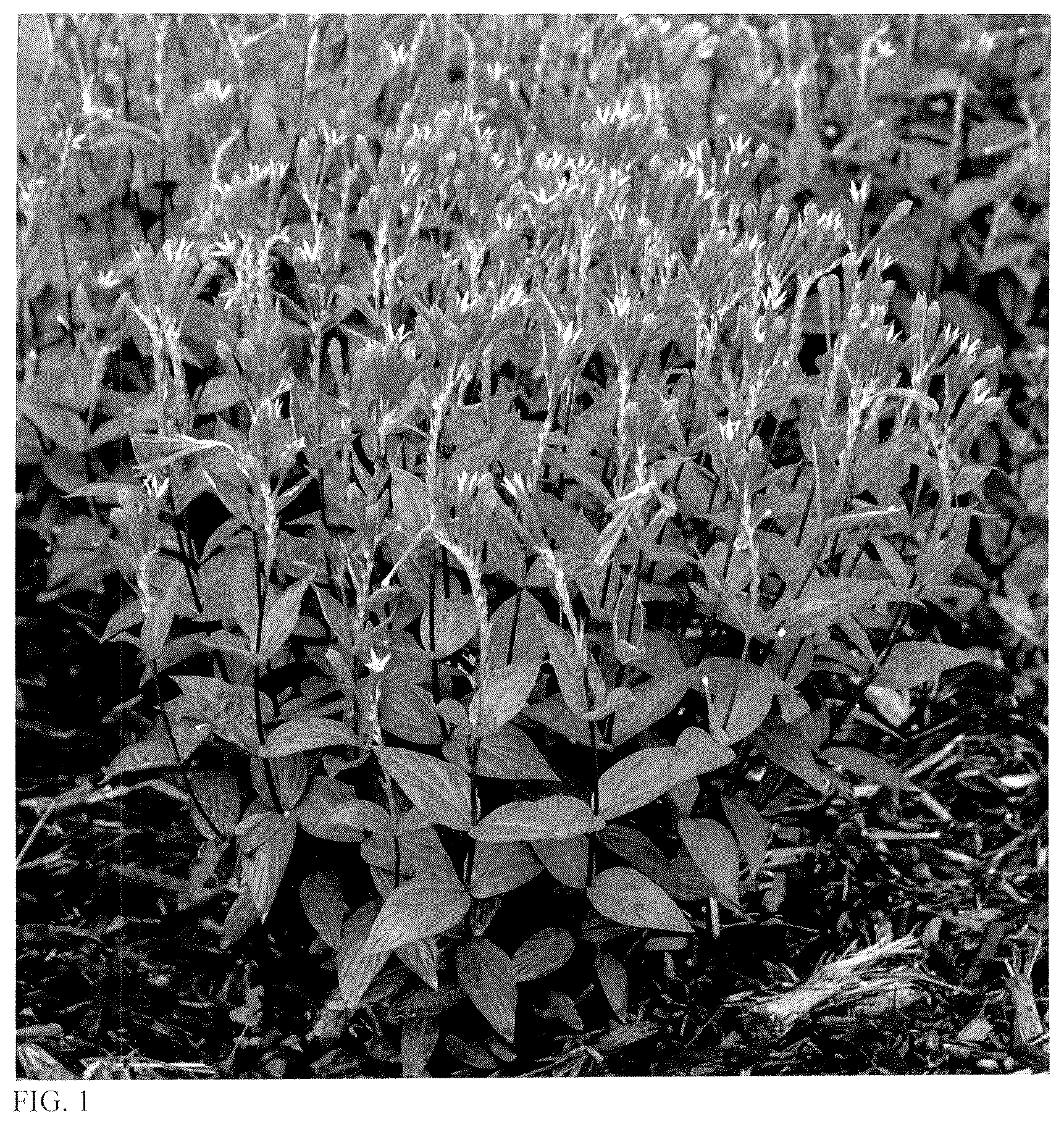 Patent USPP036721 Figure 1 – Spigelia plant named ‘Orange Slices’