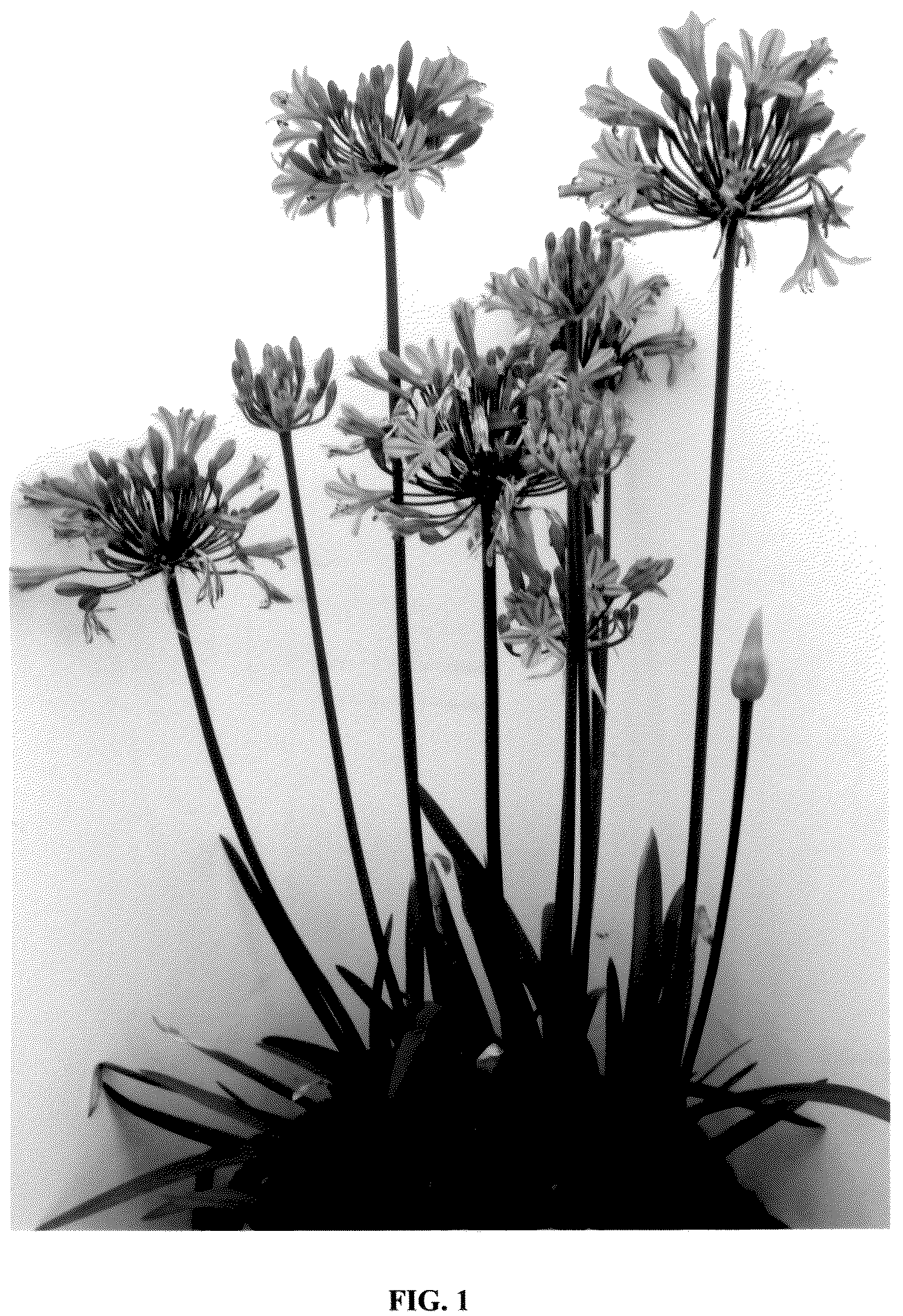 Patent USPP036722 Figure 1 – Agapanthus plant named ‘FO21BM110’