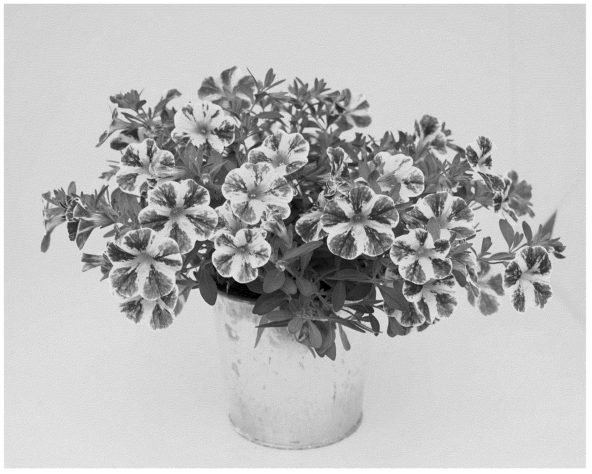 Patent USPP036723 — Calibrachoa plant named ‘KLECA23916’ — Figure 1
