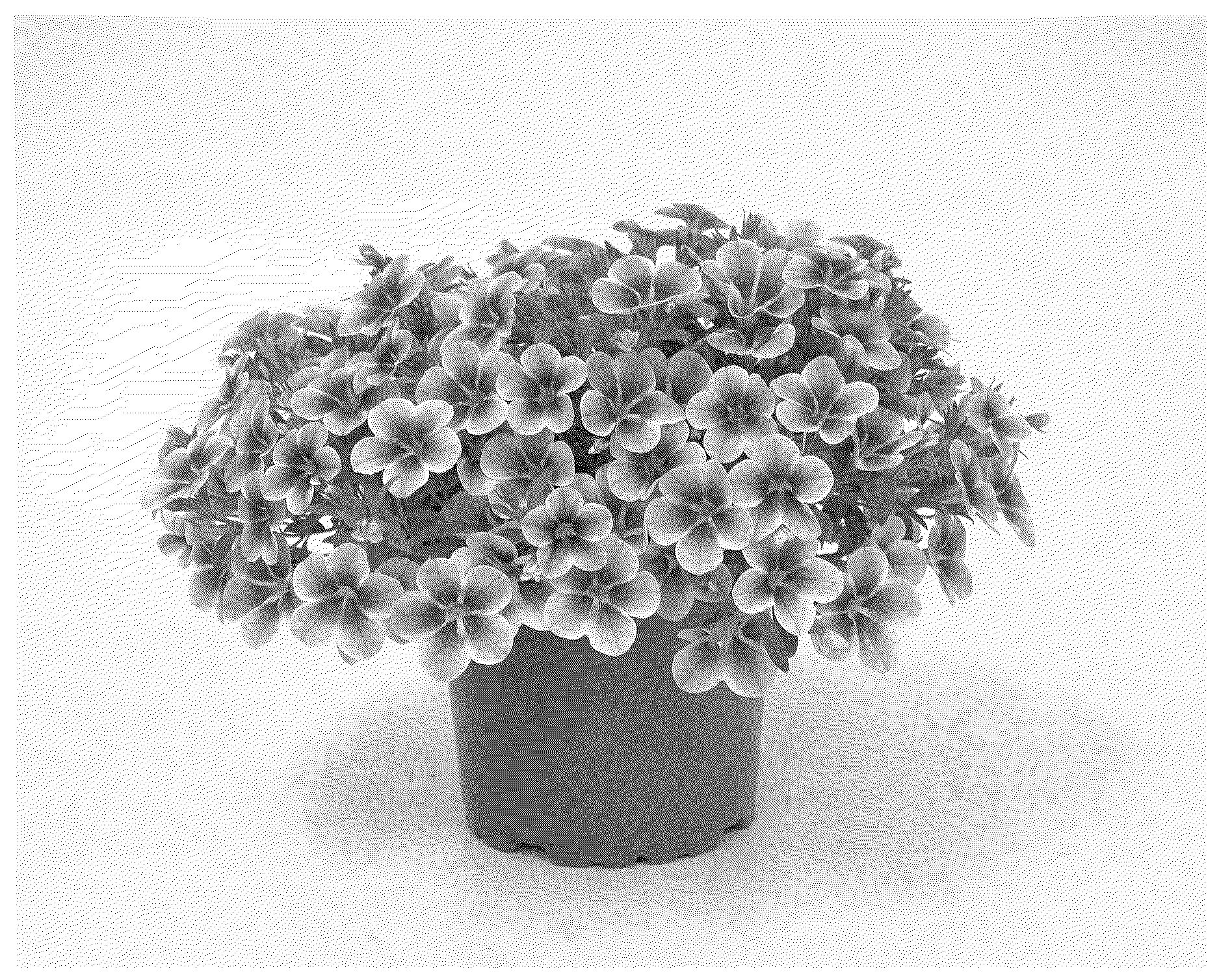 Patent USPP036724 — Calibrachoa plant named ‘KLECA23958’ — Figure 1