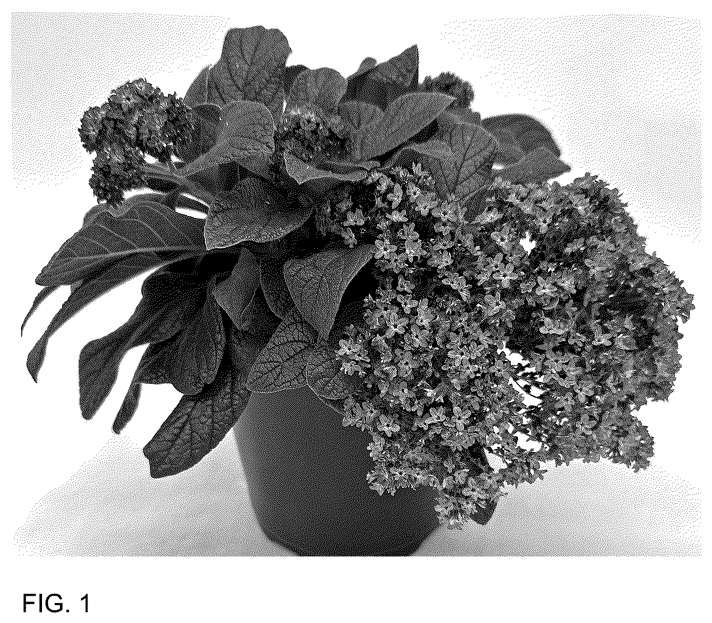 Patent USPP036725 Figure 1 – Heliotropium plant named ‘INHELAROPU’