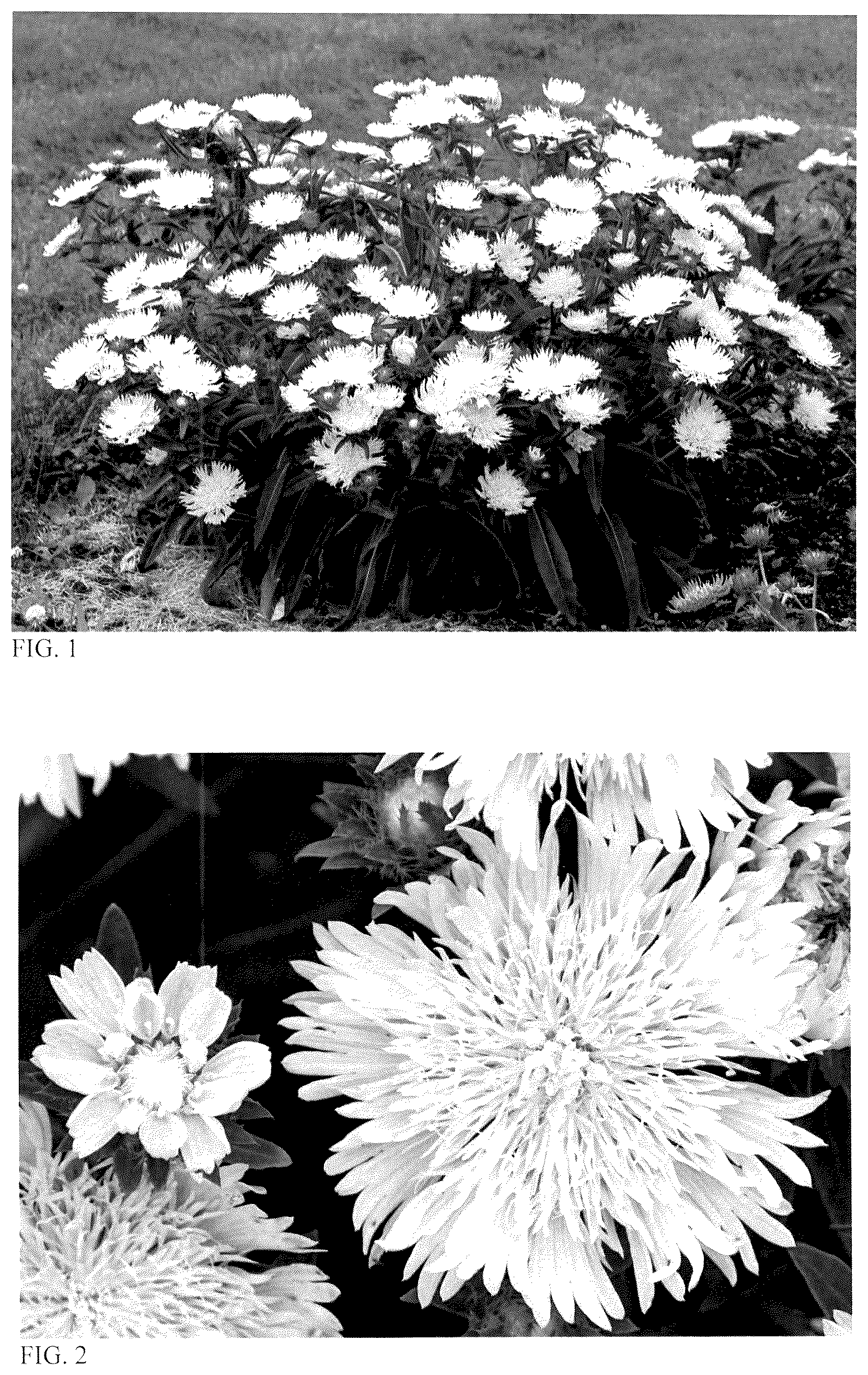 Patent USPP036726 Figure 1 – Stokesia plant named ‘Whitecaps’