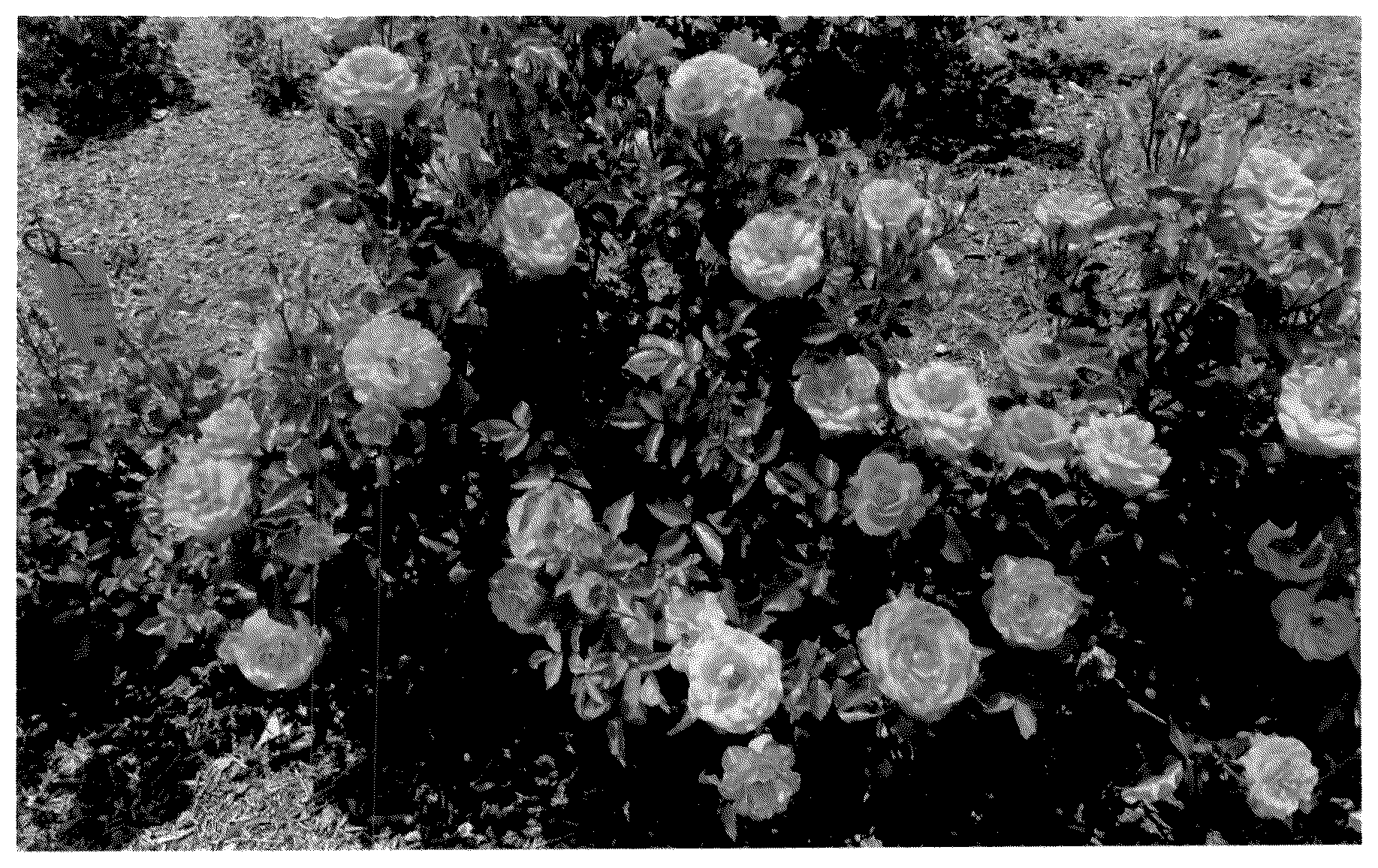 Patent USPP036727 Figure 1 – Floribunda rose plant named ‘KORneukap’