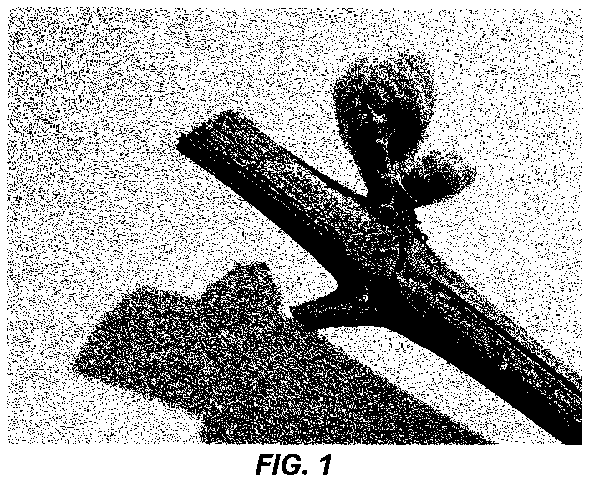 Patent USPP036729 — Grape plant named ‘Resilience’ — Figure 1