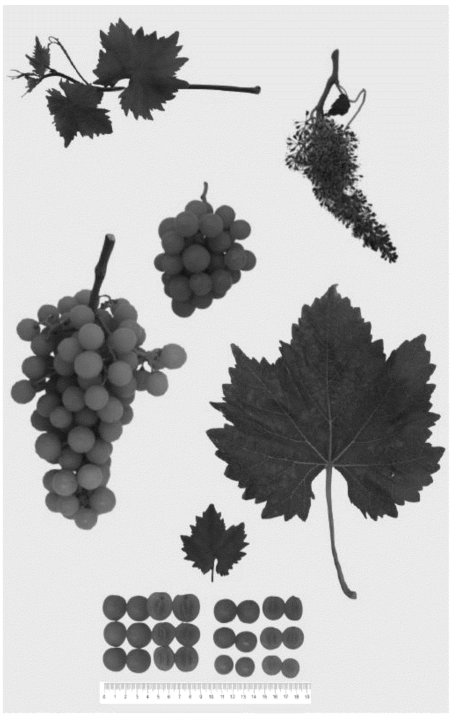 Patent USPP036730 — Grapevine plant named ‘BLOMG03’ — Figure 1