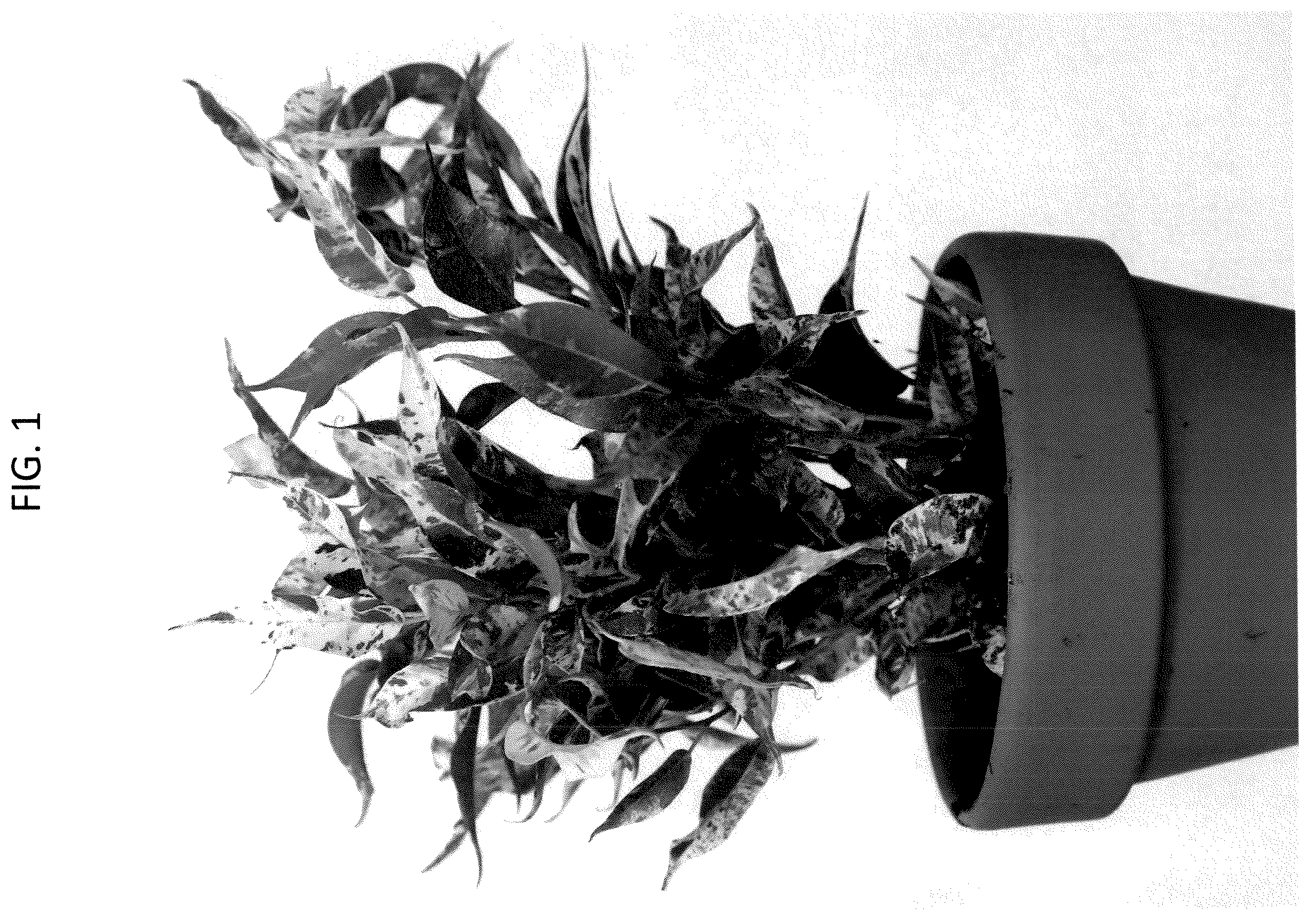 Patent USPP036731 — Ficus plant named ‘YAMKIMA’ — Figure 1